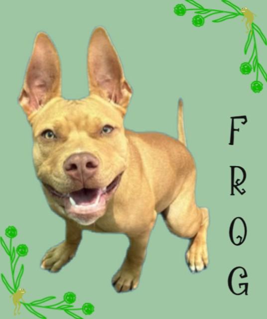 Enlarge FROG, a Adoptable mixed breed in Sarasota, FL image 1/1