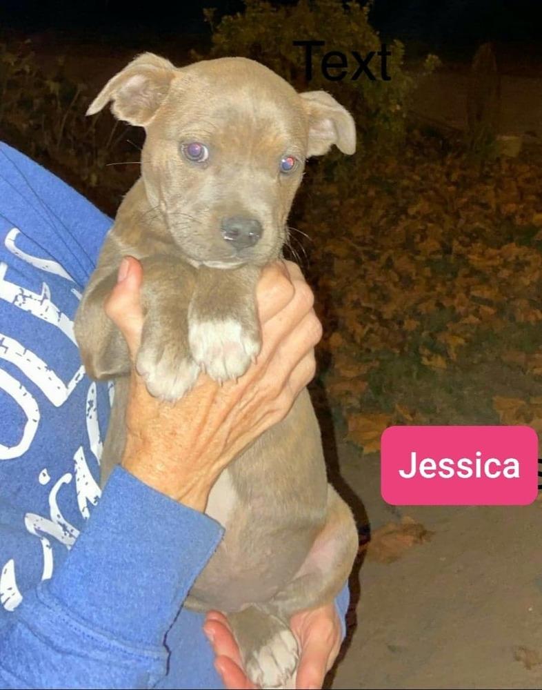 jessica, Adopted, Puppy Female Pit Bull Terrier.