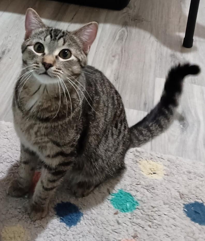 Darkwing26, Adoptable, Adult Male Domestic Short Hair.