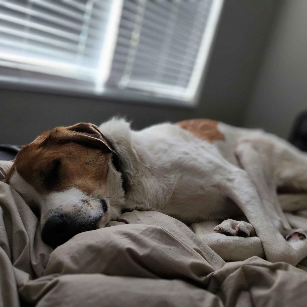 Zora, Adoptable, Adult Female Great Pyrenees & Beagle.