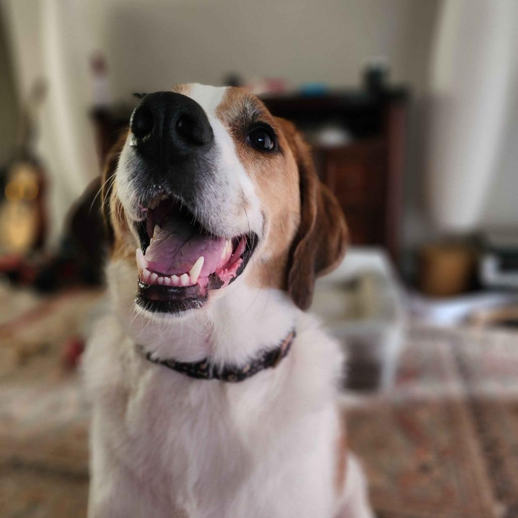 Zora, a Adoptable mixed breed in Johnson City, TN image 5/6
