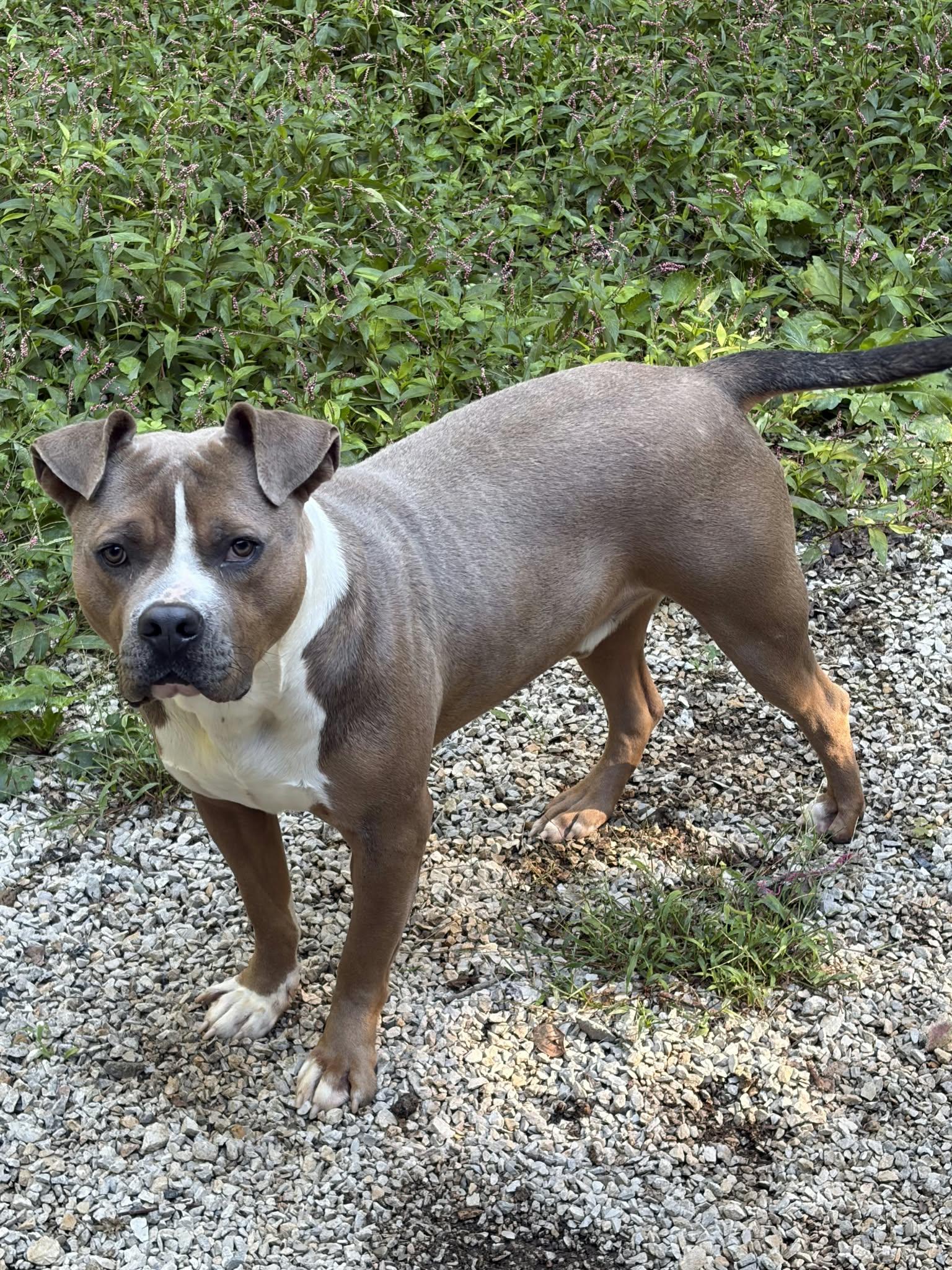 Enlarge Ryan, a Adoptable mixed breed in Frenchburg, KY image 1/3