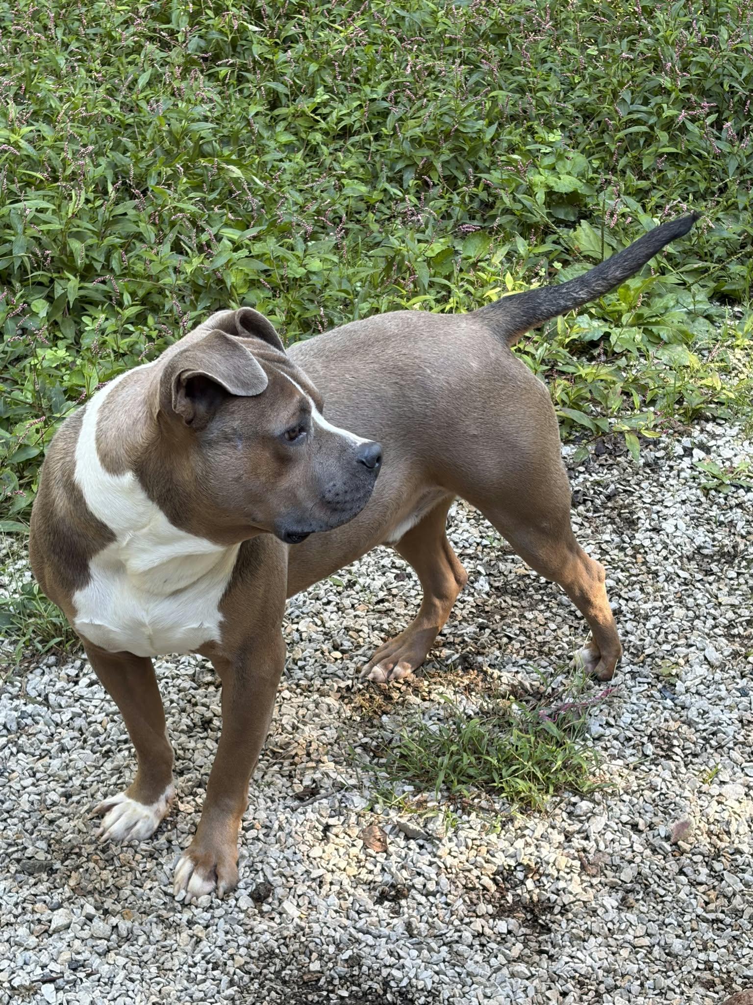 Enlarge Ryan, a Adoptable mixed breed in Frenchburg, KY image 2/3