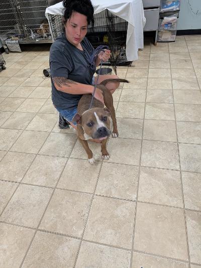 Enlarge Ryan, a Adoptable mixed breed in Frenchburg, KY image 3/3