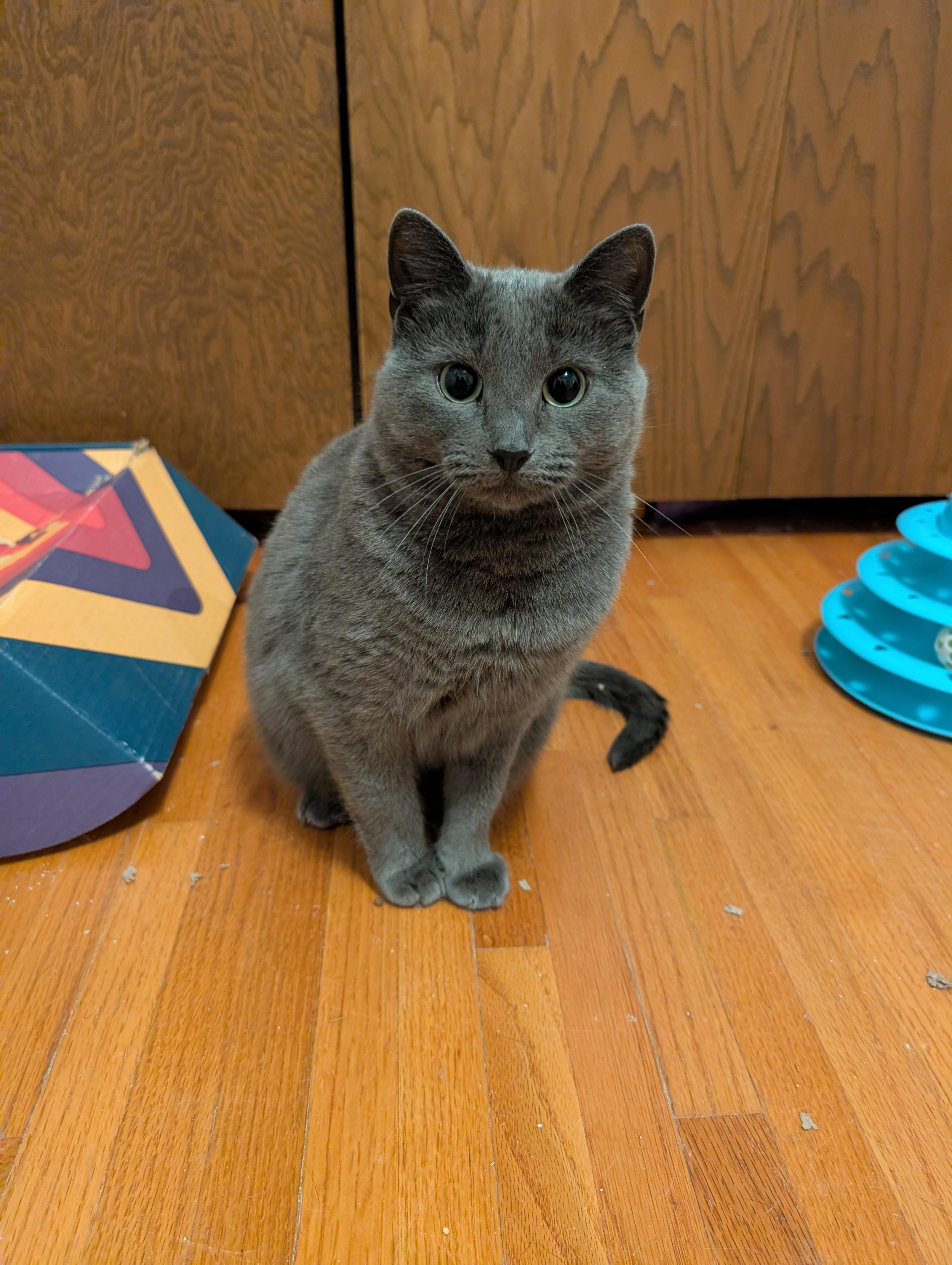 Enlarge Harley and River, a Adoptable Domestic Short Hair in Ramsey , MN image 3/6