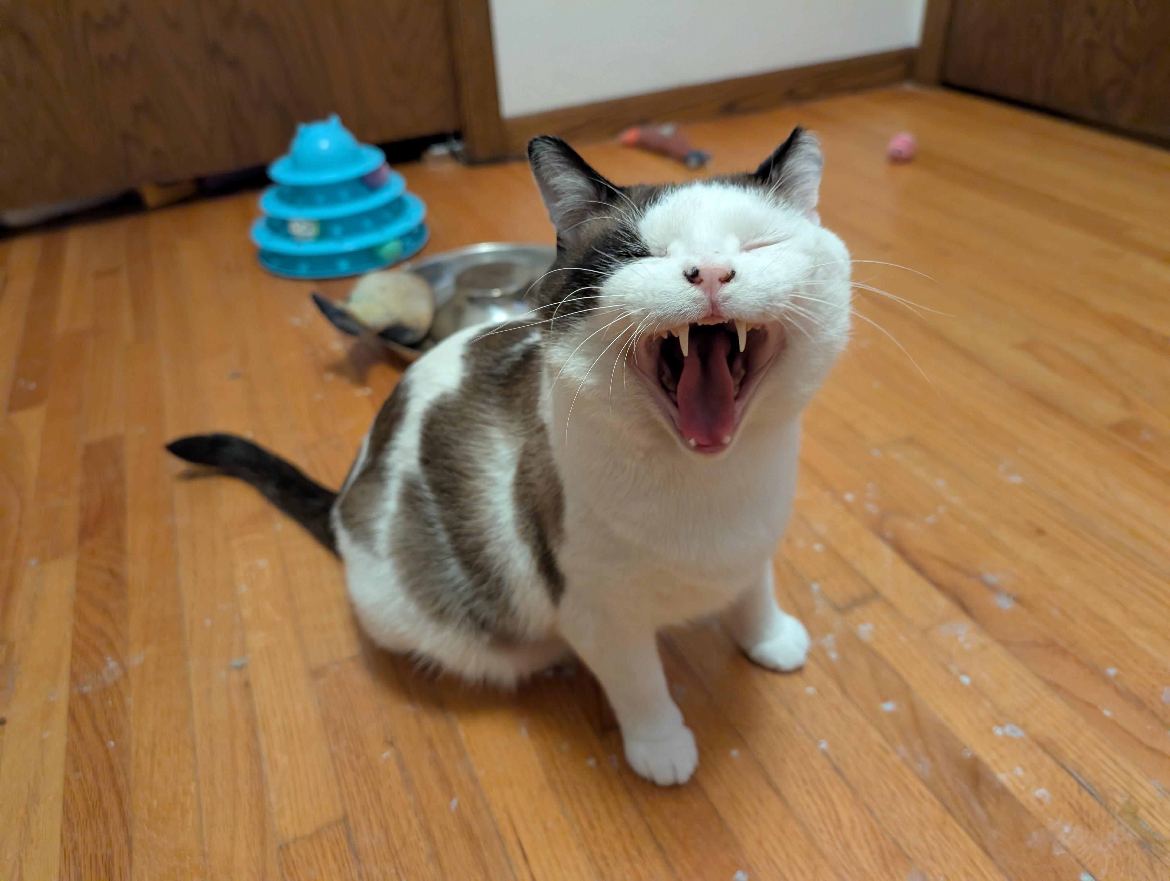 Enlarge Harley and River, a Adoptable Domestic Short Hair in Ramsey , MN image 5/6