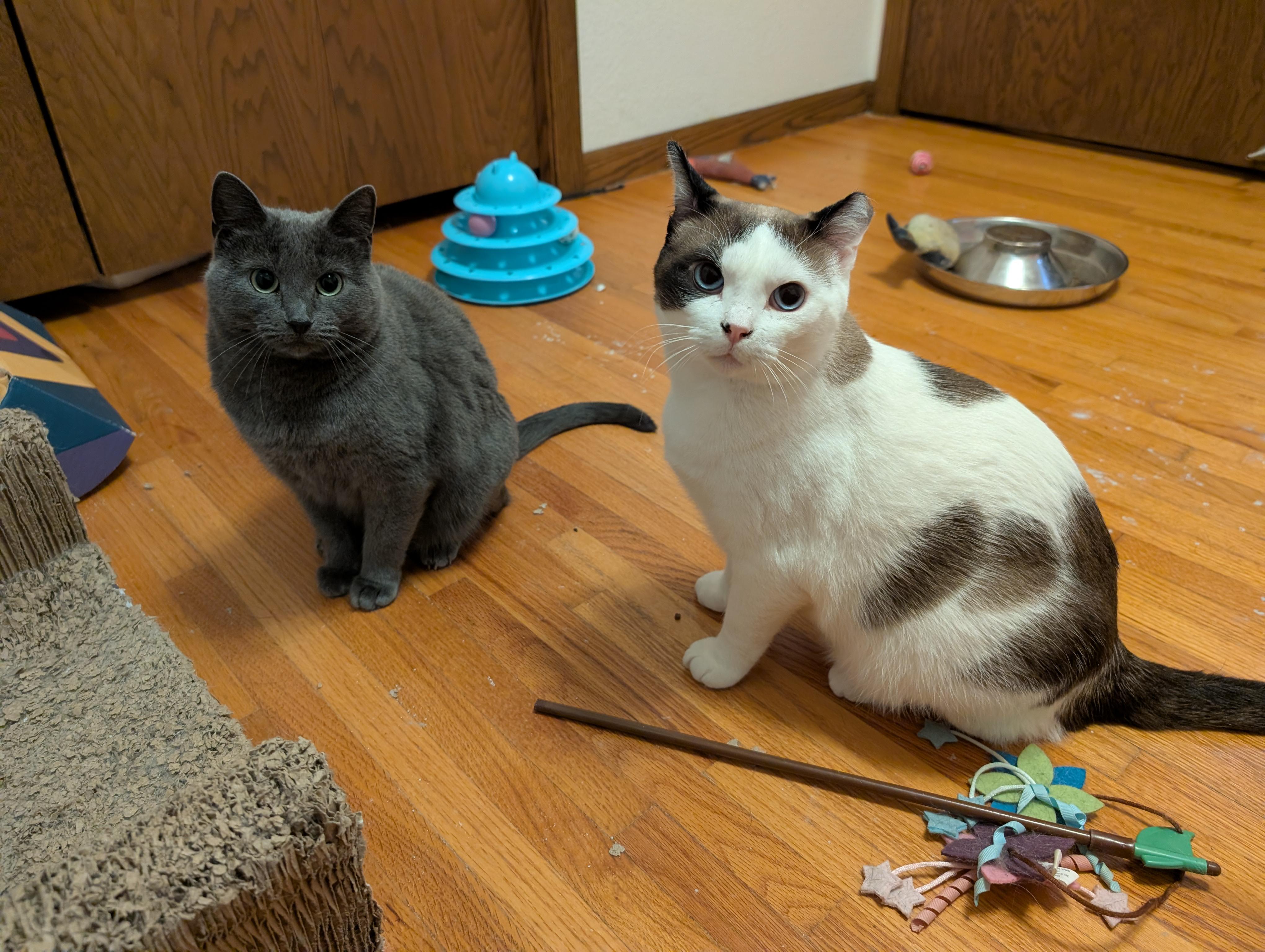 Enlarge Harley and River, a Adoptable Domestic Short Hair in Ramsey , MN image 1/6