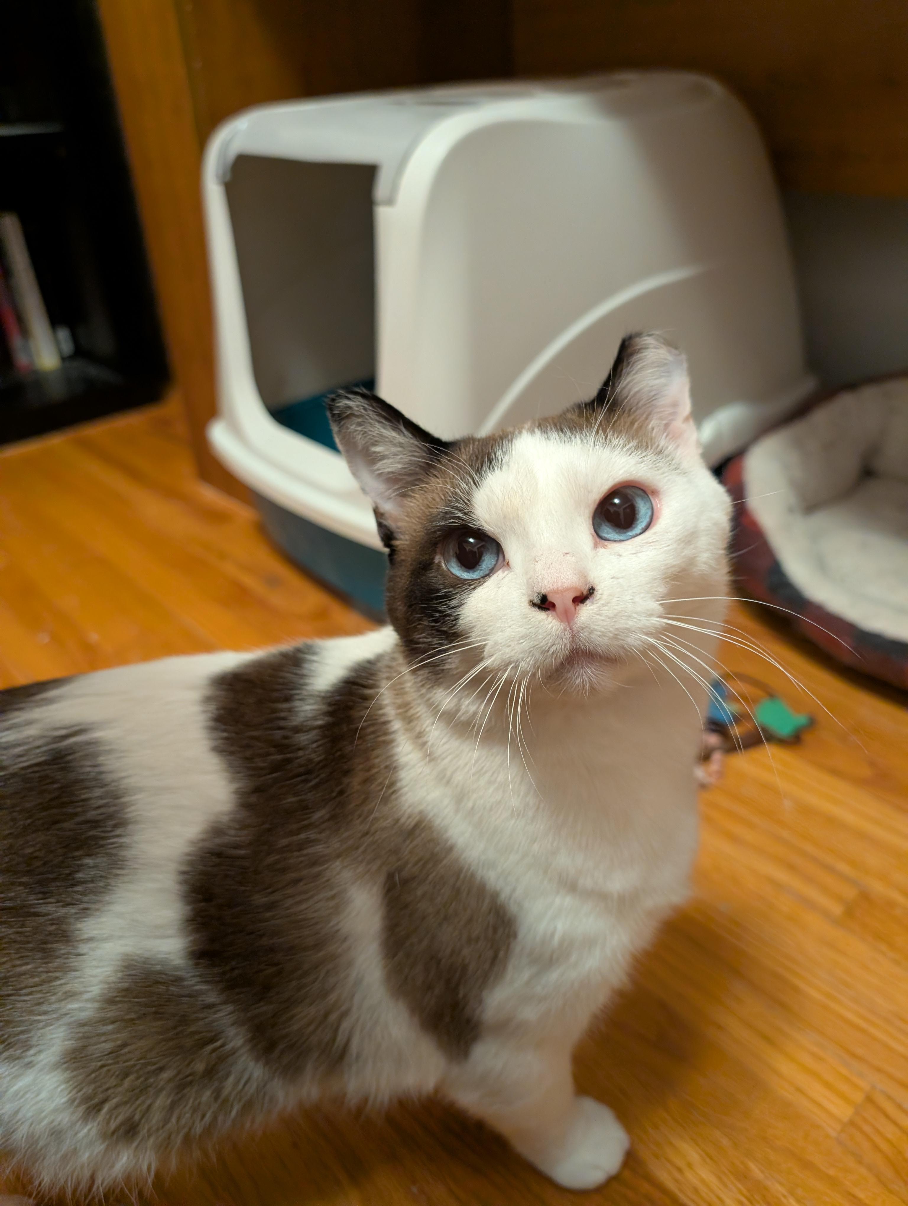 Enlarge Harley and River, a Adoptable Domestic Short Hair in Ramsey , MN image 2/6