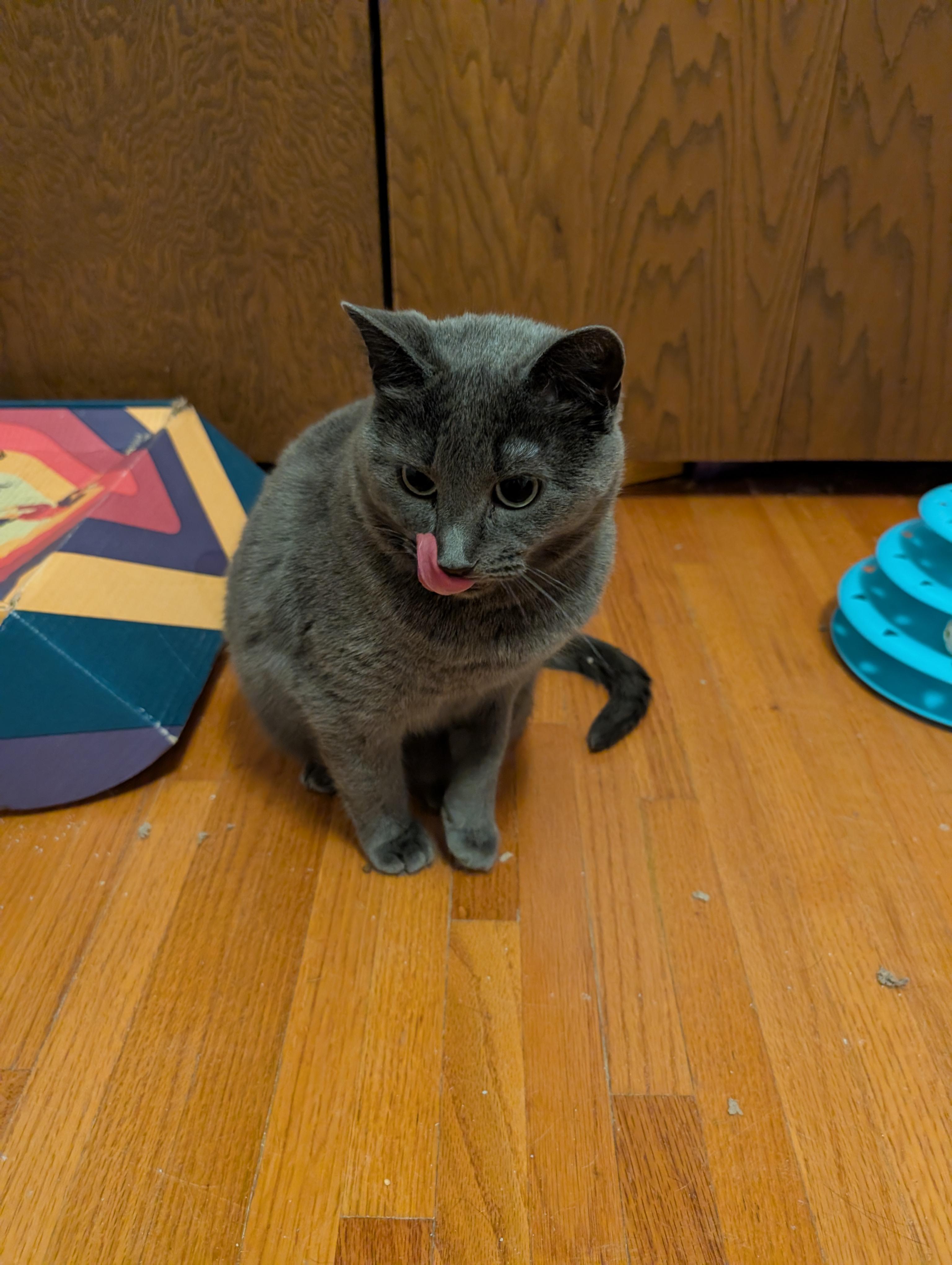 Enlarge Harley and River, a Adoptable Domestic Short Hair in Ramsey , MN image 4/6