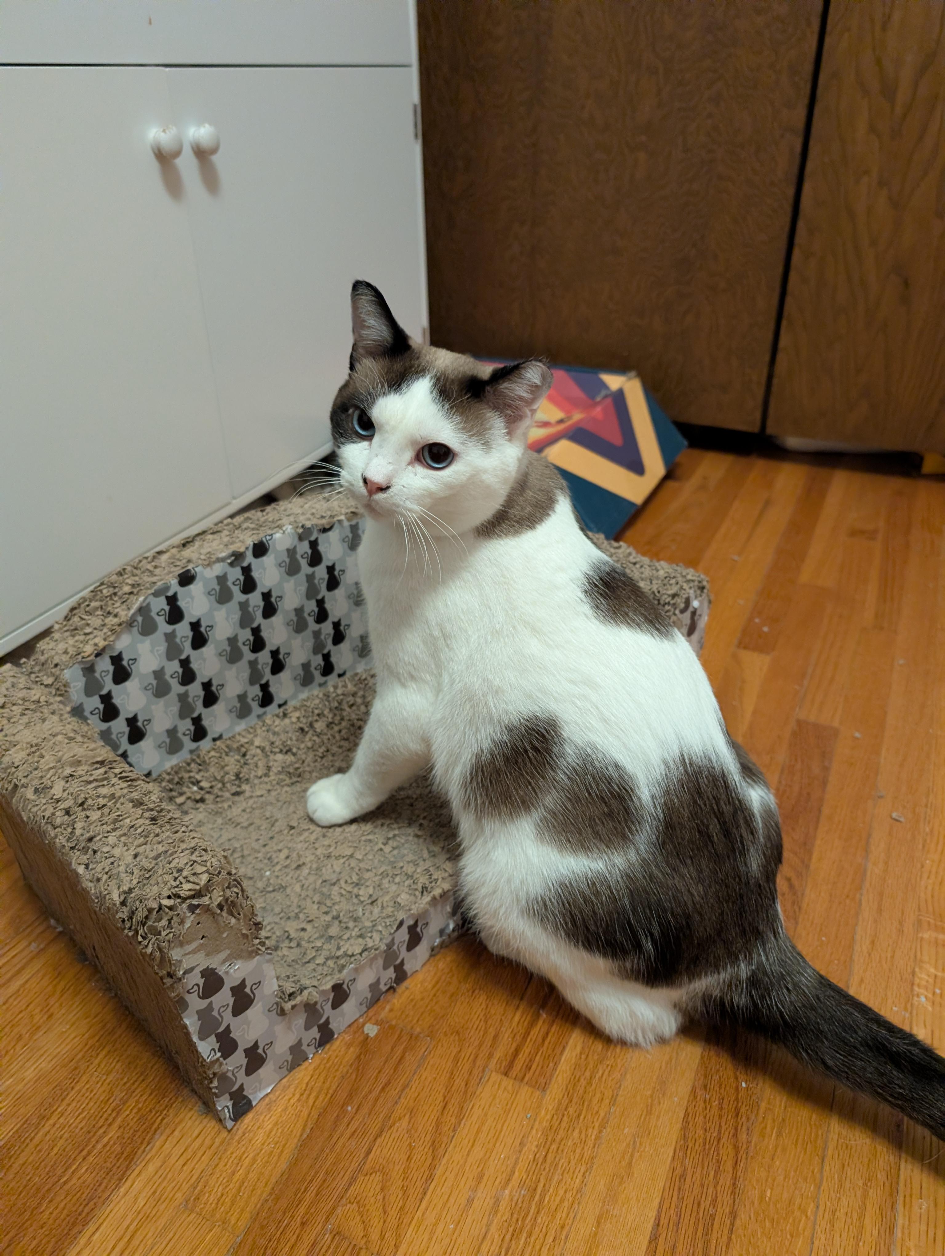 Enlarge Harley and River, a Adoptable Domestic Short Hair in Ramsey , MN image 6/6