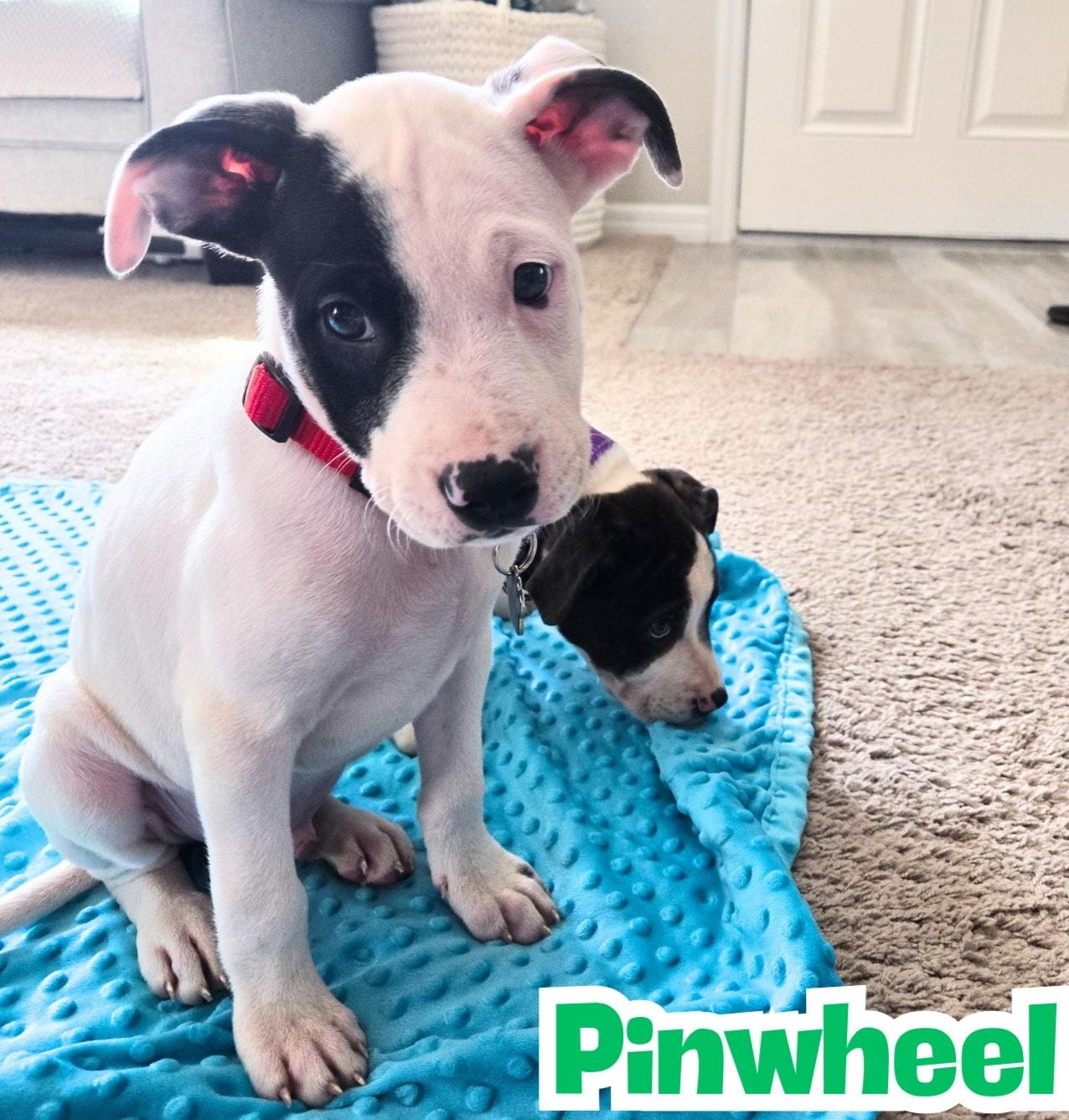 Pinwheel *Cutest Puppy* Lab/Bully, ADOPTABLE, Young Male Black Labrador Retriever & Bull Terrier.