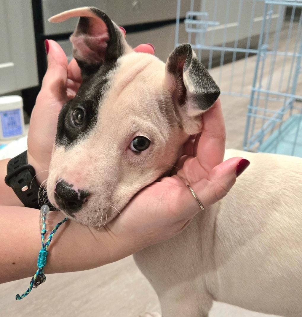 Enlarge Pinwheel *Cutest Puppy* Lab/Bully, a ADOPTABLE mixed breed in Riverview, FL image 4/6