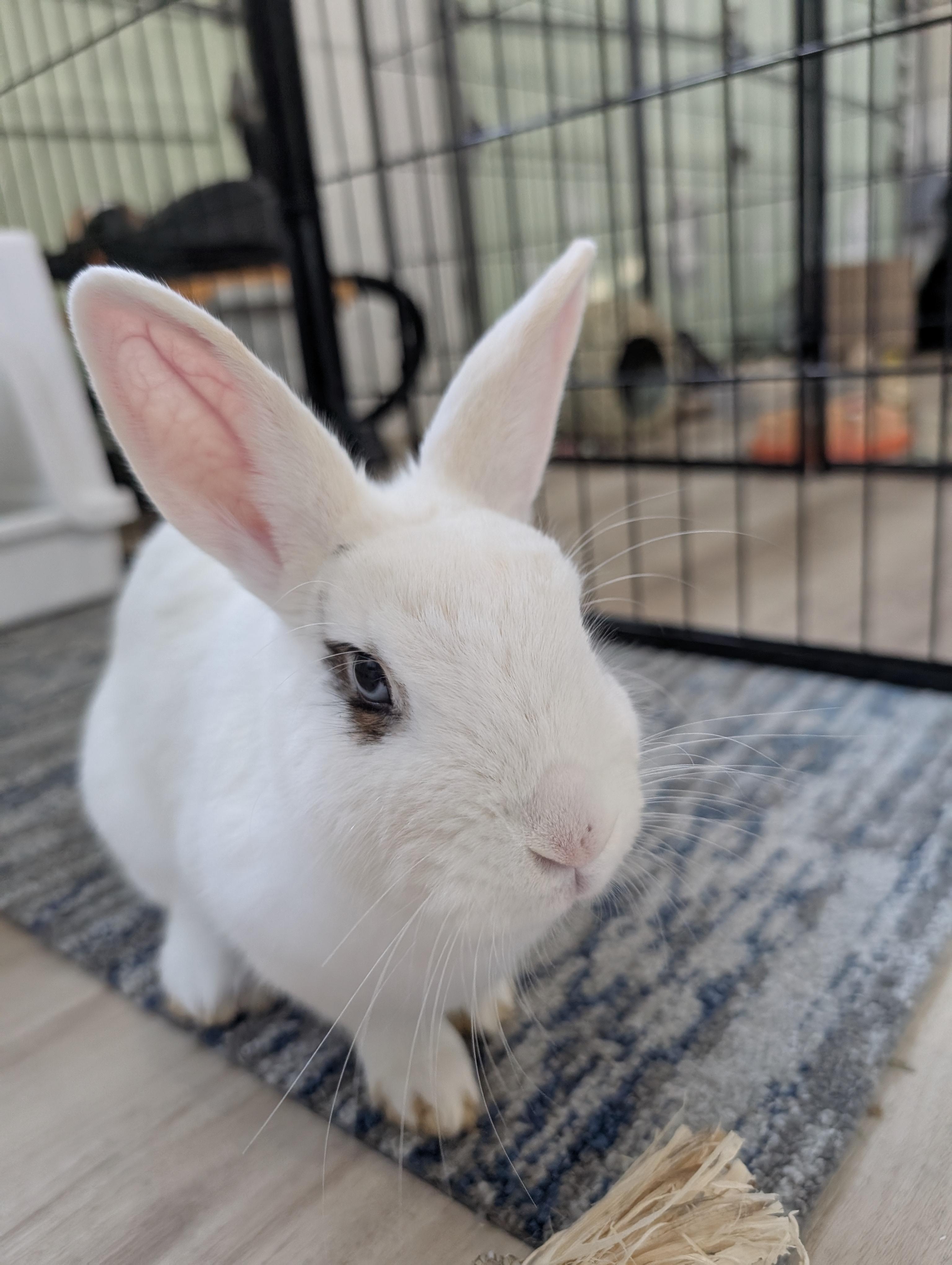 Clara, Adult Female Hotot