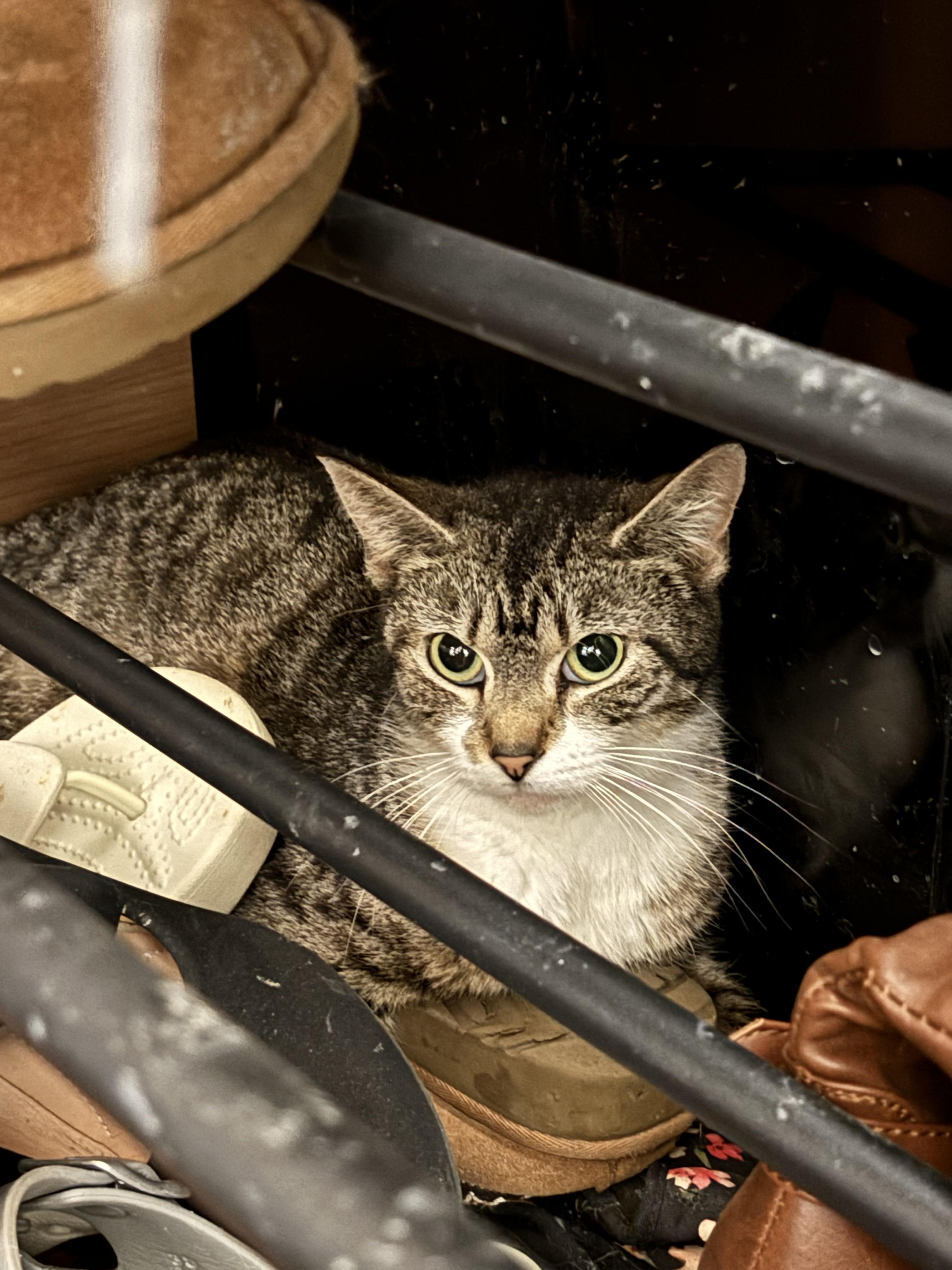 Missy, Adult Female Domestic Short Hair