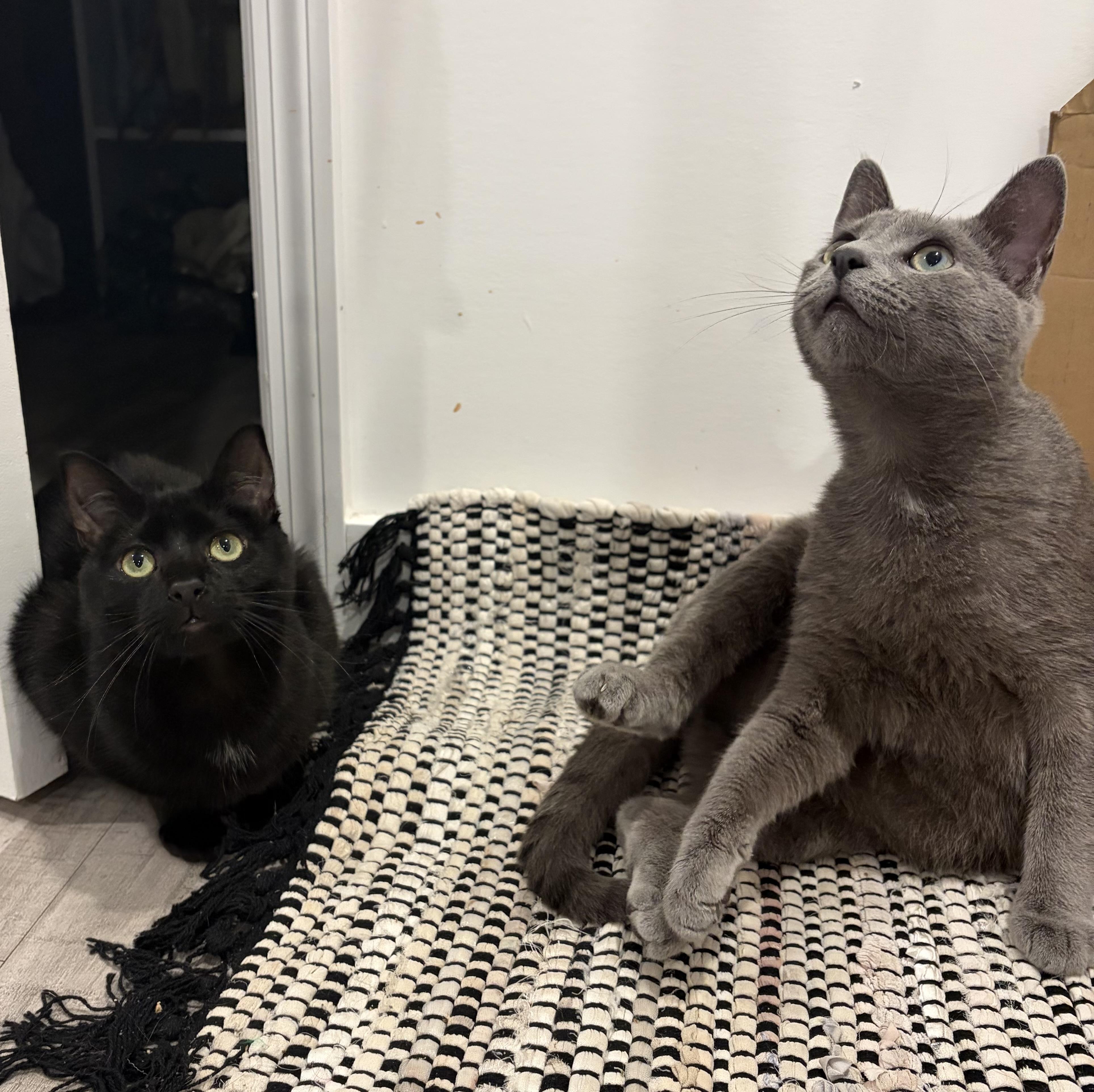 Mitcy (bonded with Ghost), a Adoptable mixed breed in Fort Oglethorpe, GA image 6/6