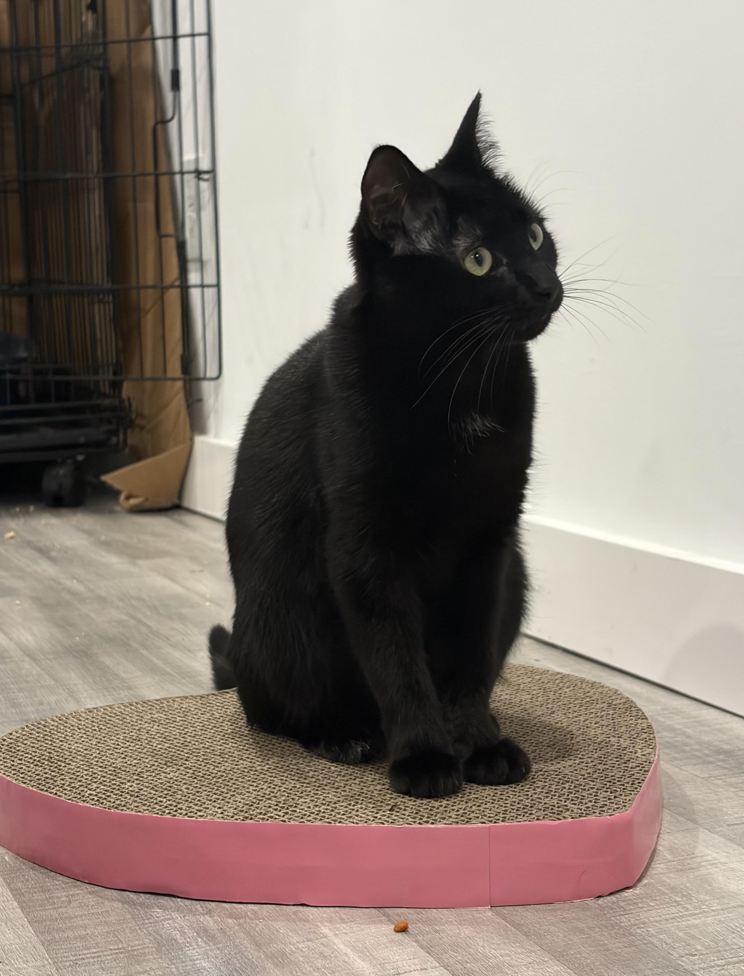 Mitcy (bonded with Ghost), a Adoptable mixed breed in Fort Oglethorpe, GA image 3/6