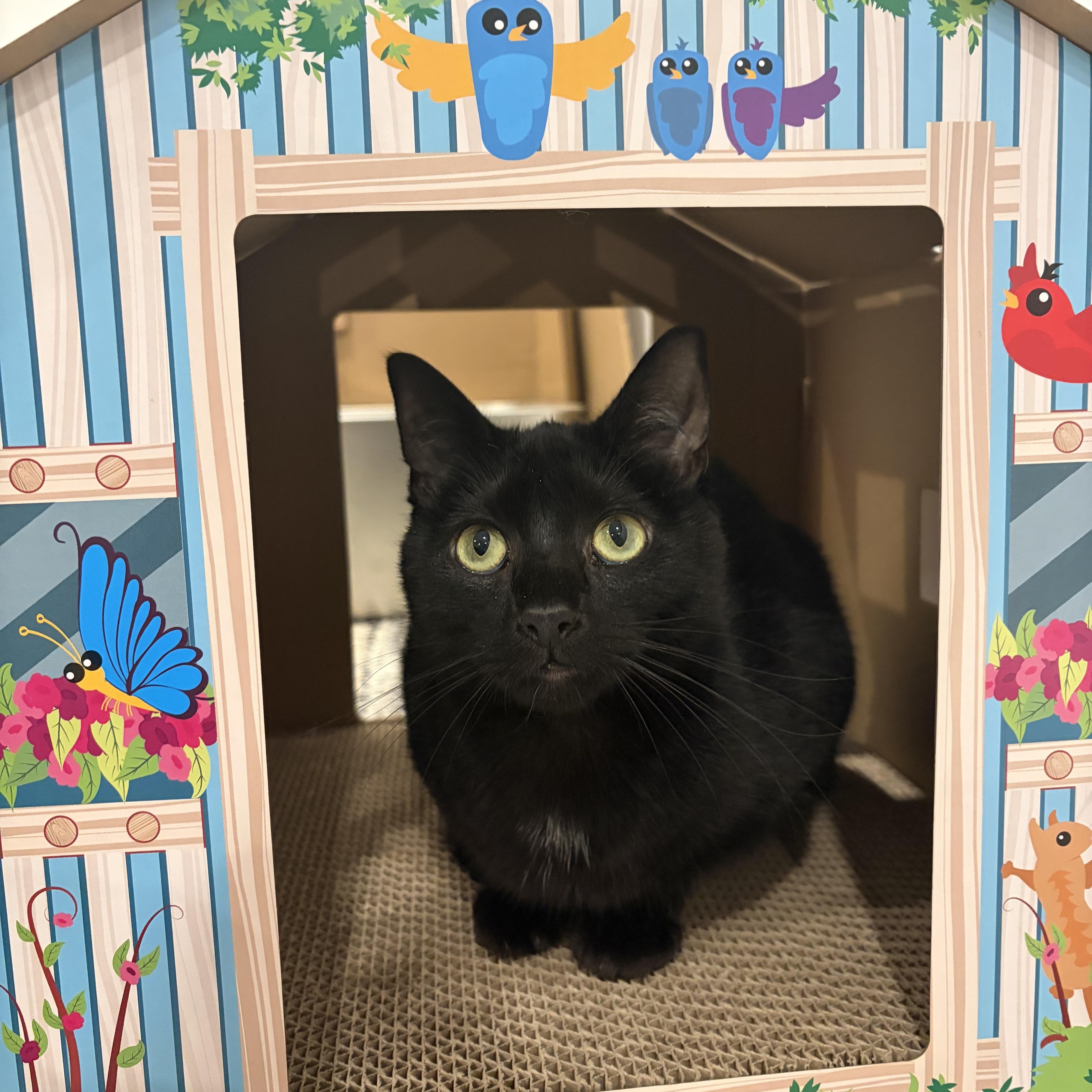 Mitcy (bonded with Ghost), Adoptable, Kitten Female Bombay & Domestic Short Hair.