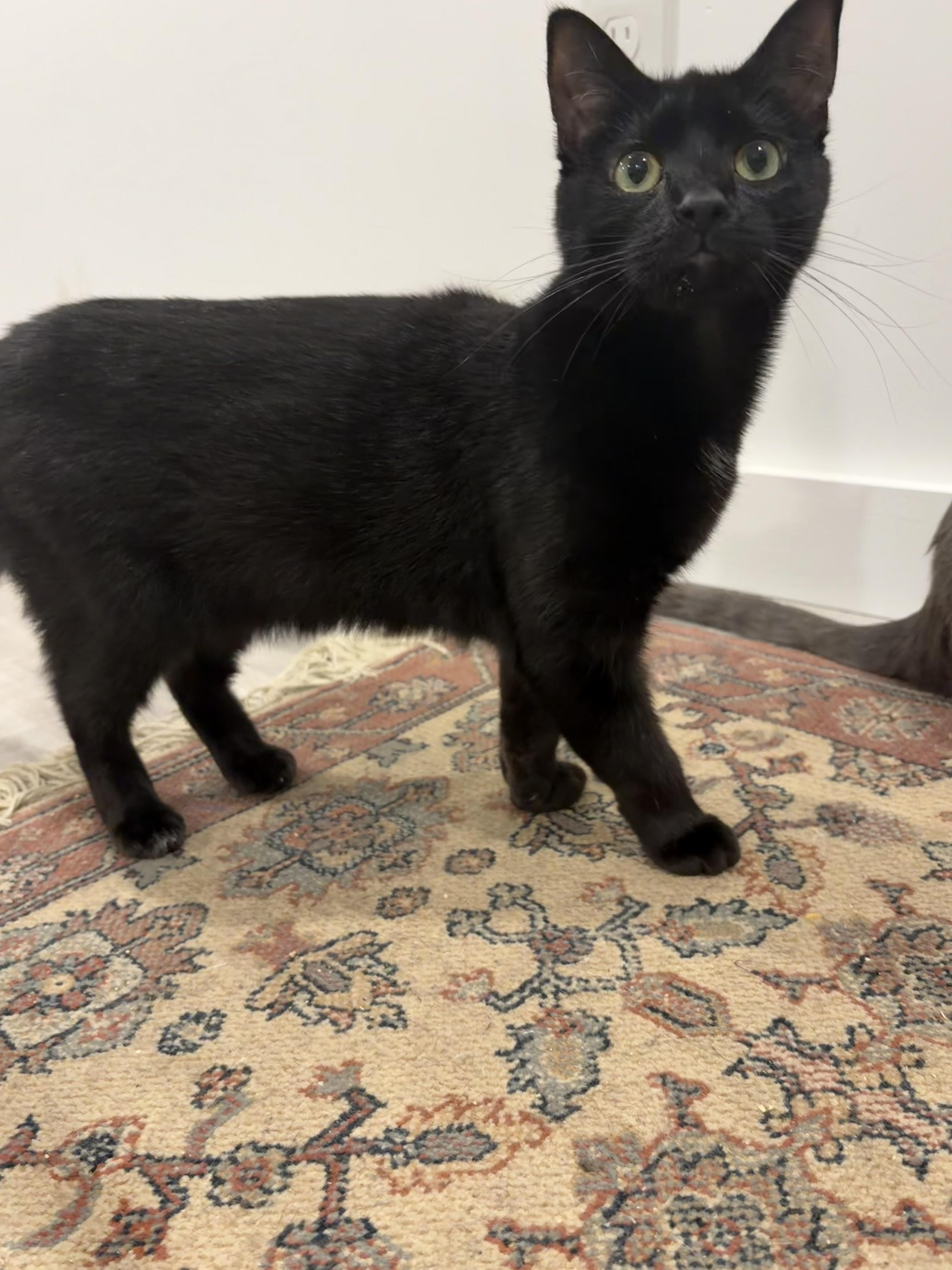 Mitcy (bonded with Ghost), a Adoptable mixed breed in Fort Oglethorpe, GA image 4/6