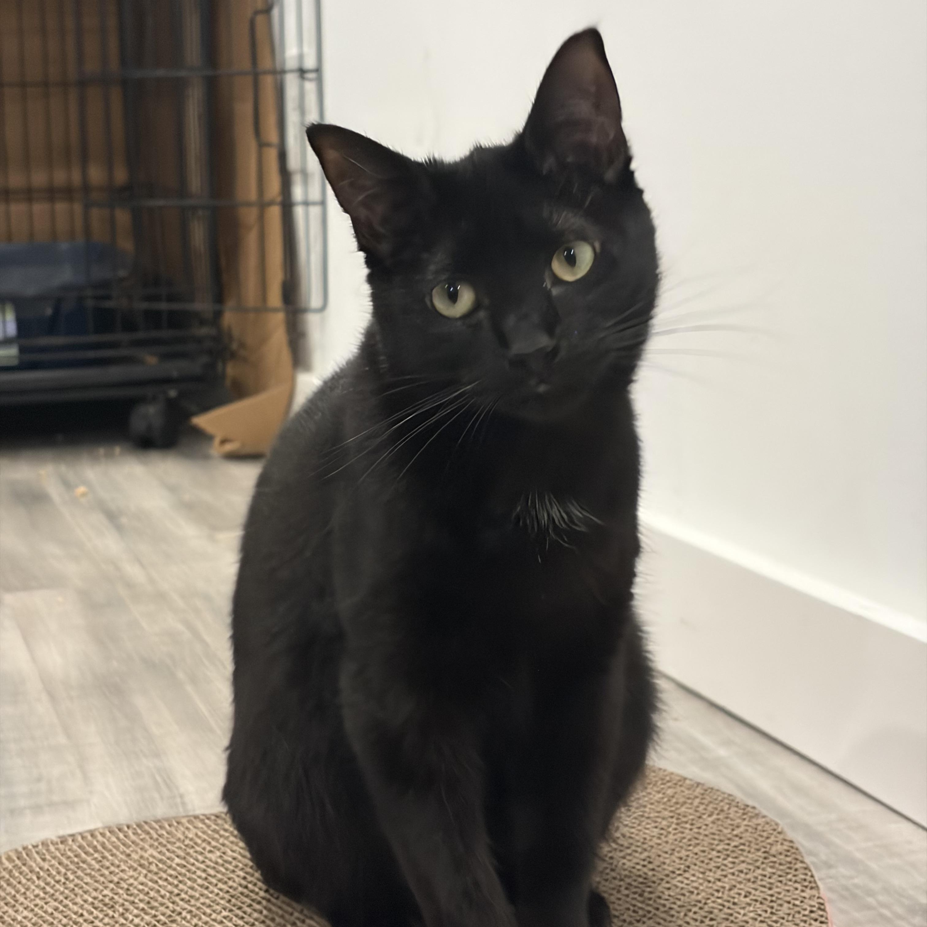 Mitcy (bonded with Ghost), a Adoptable mixed breed in Fort Oglethorpe, GA image 2/6