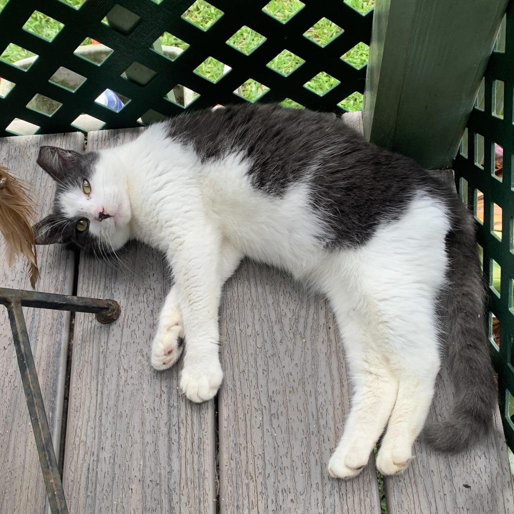 Fern, Adoptable, Young Male American Shorthair.