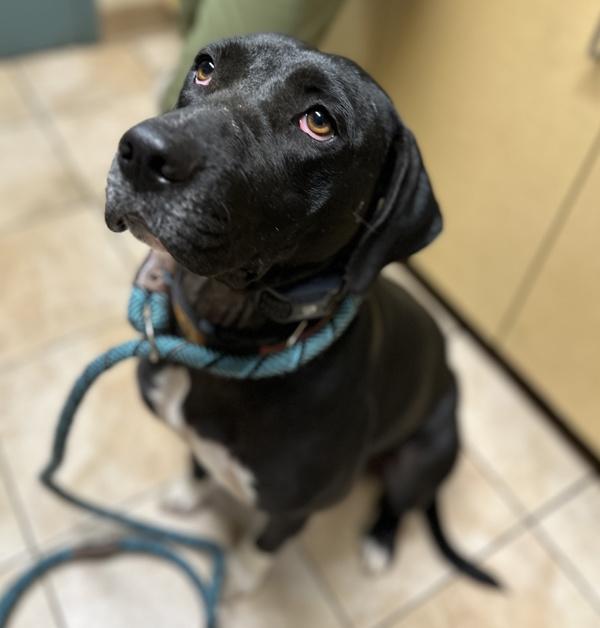 Enlarge Stella, a Adoptable mixed breed in Troutdale, OR image 1/1