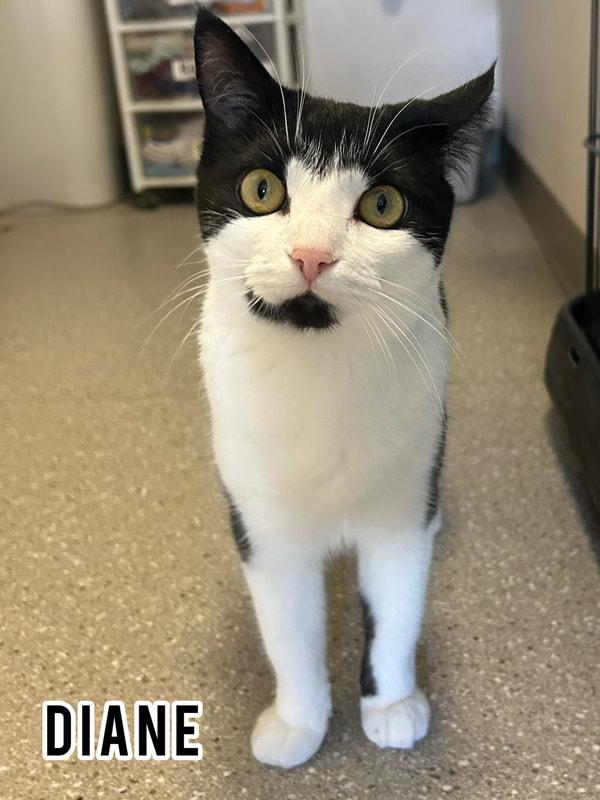 Diane, Adoptable, Adult Female Domestic Short Hair.