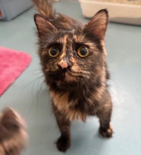 Kelly, Adoptable, Young Female Domestic Medium Hair.