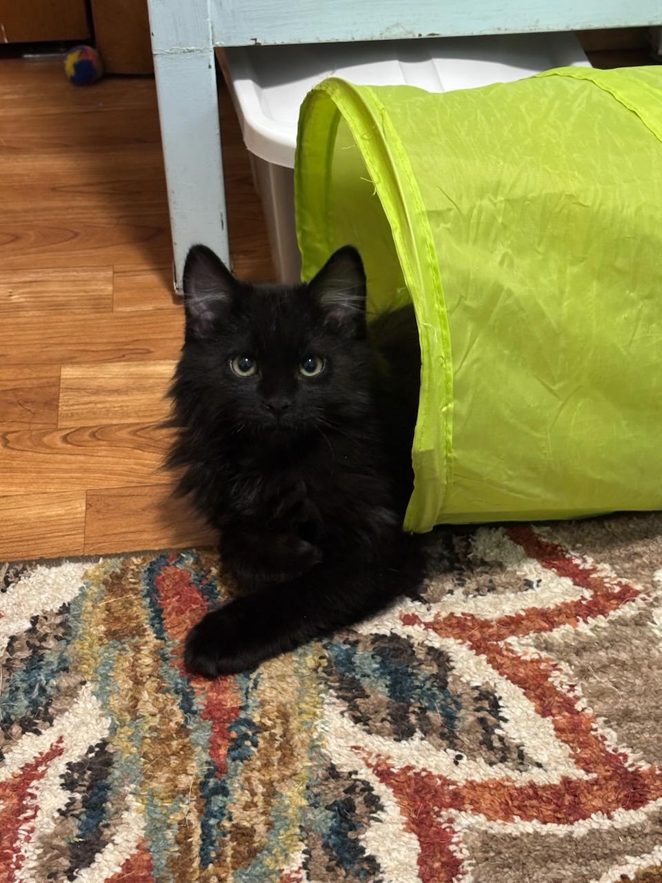 Enlarge Captain Thomas Floof, a Adopted Domestic Long Hair in Cottonwood, MN image 1/2