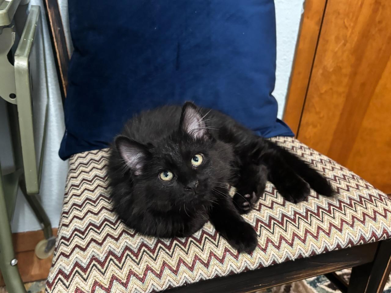 Enlarge Captain Thomas Floof, a Adopted Domestic Long Hair in Cottonwood, MN image 2/2