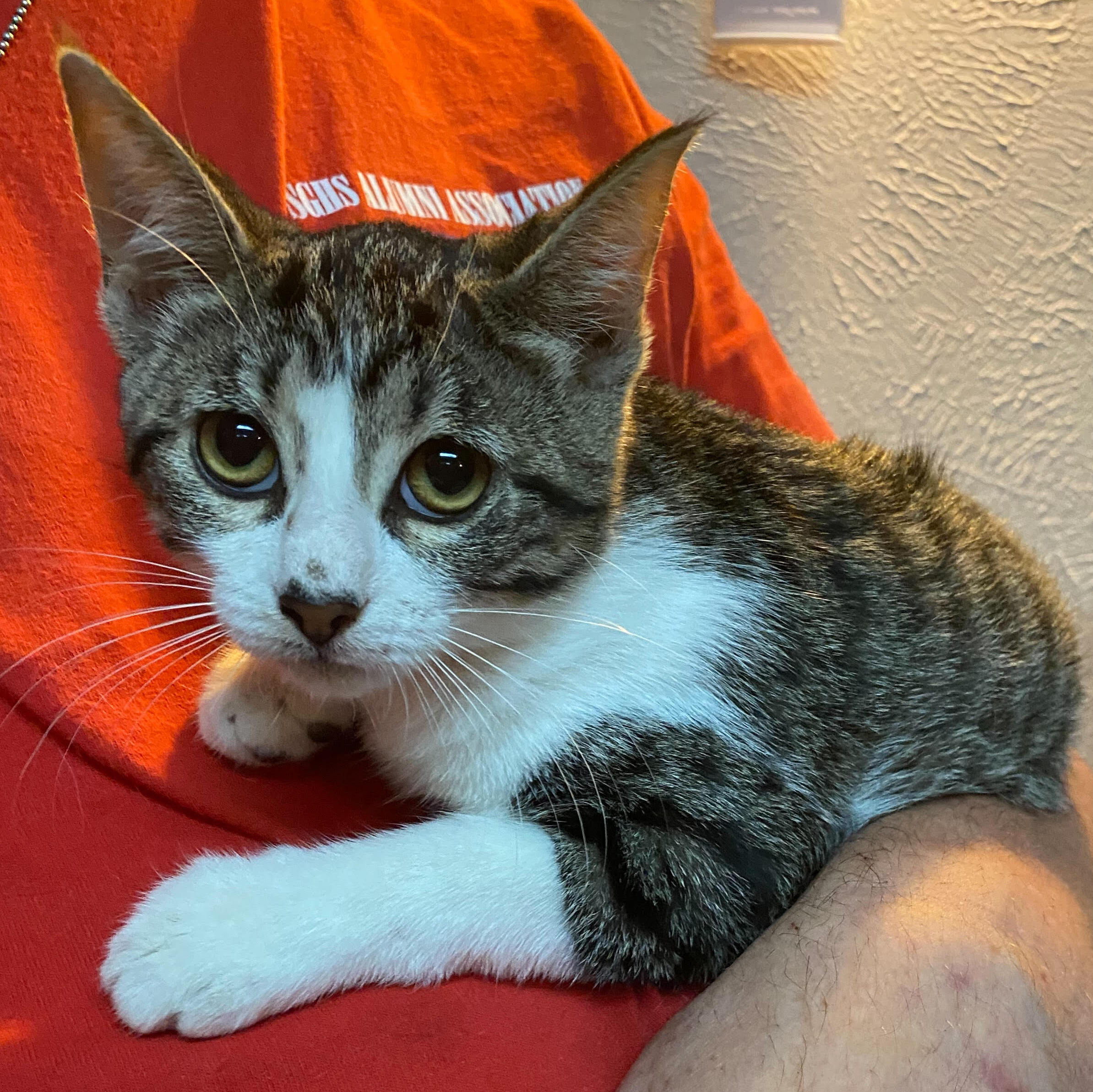 Mariel, a Adoptable mixed breed in Dallas, TX image 1/8