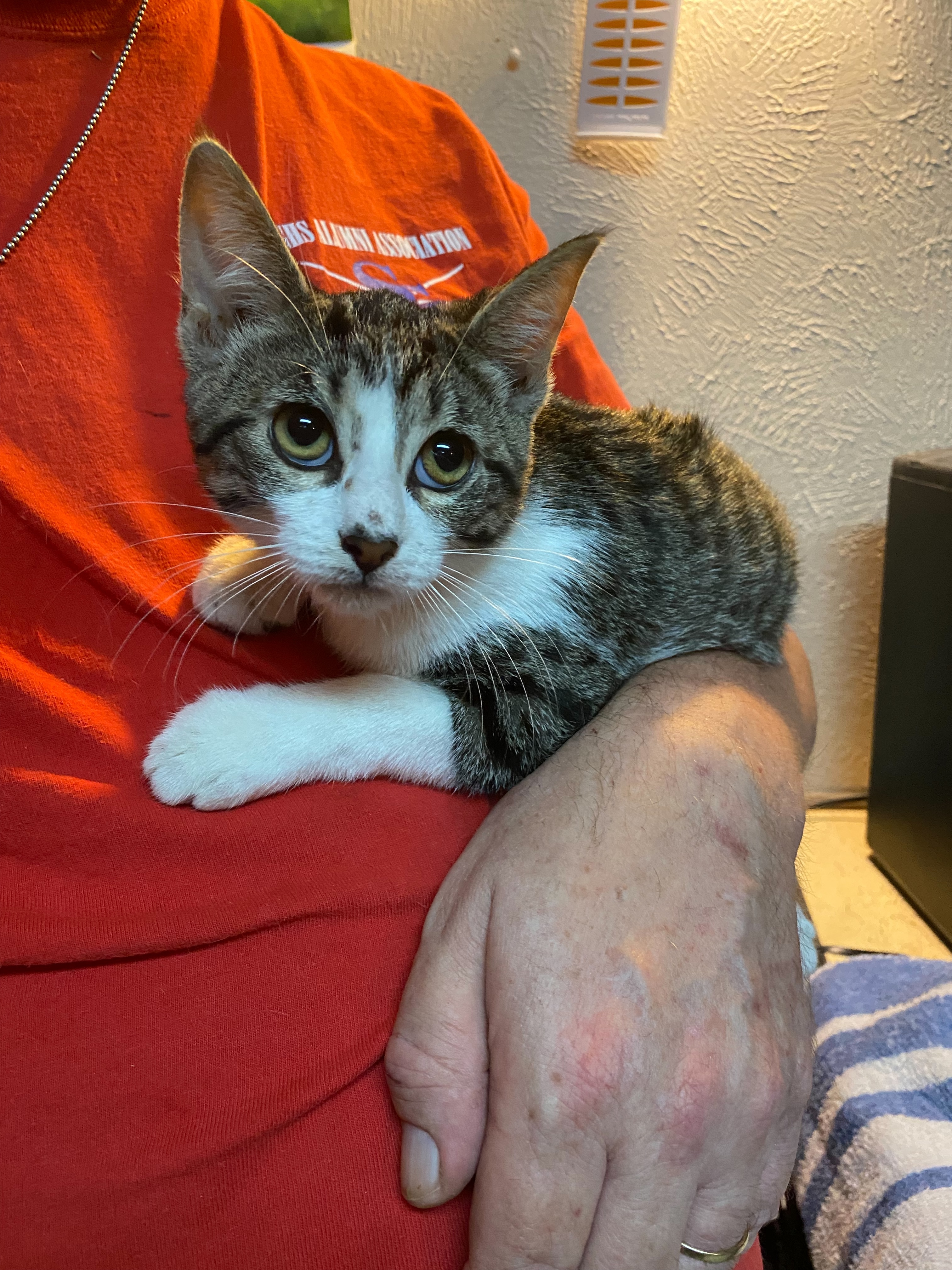 Mariel, a Adoptable mixed breed in Dallas, TX image 2/8