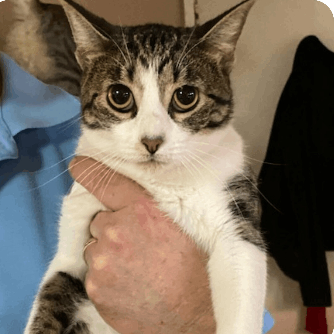 Mariel, a Adoptable mixed breed in Dallas, TX image 3/8