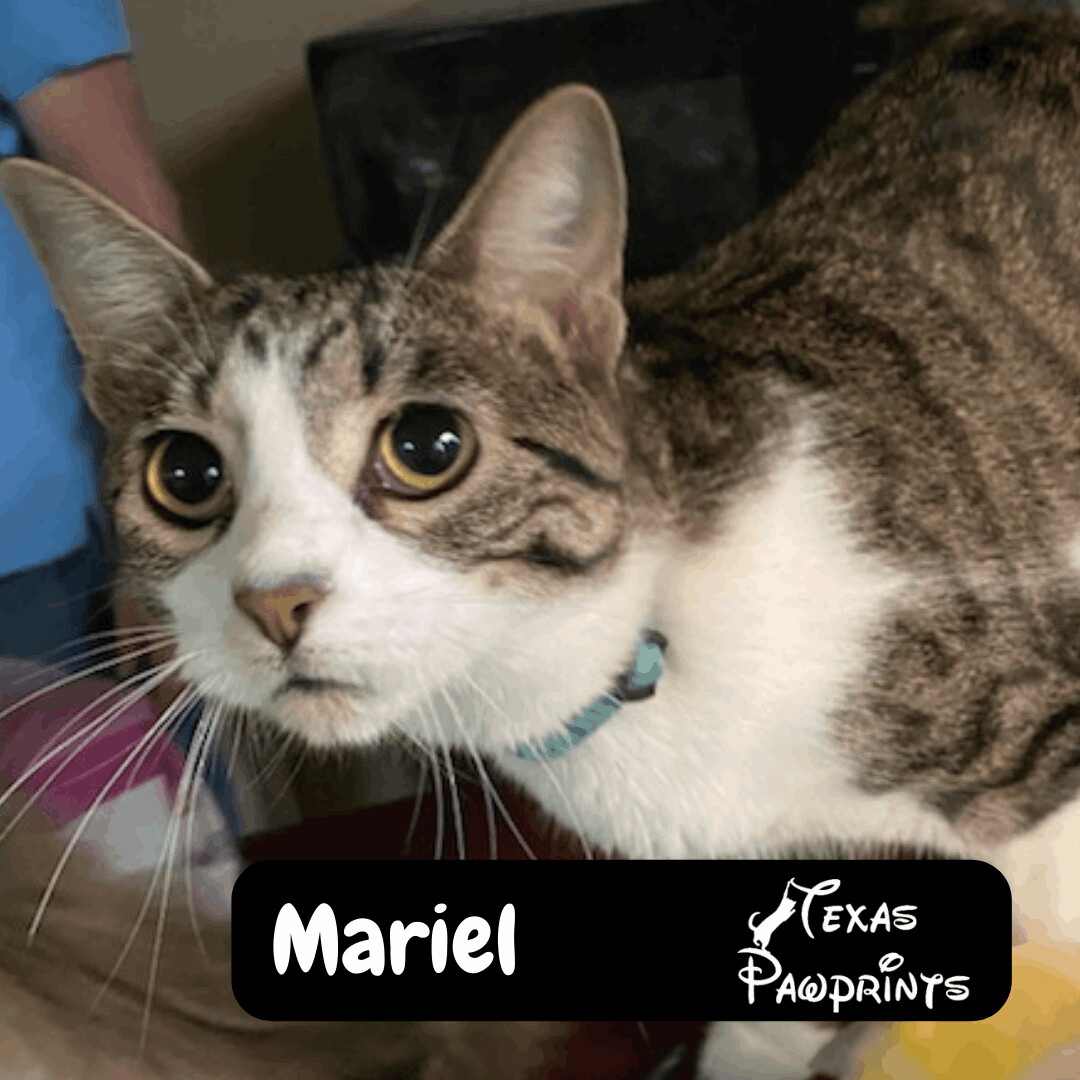 Mariel, a Adoptable mixed breed in Dallas, TX image 4/8