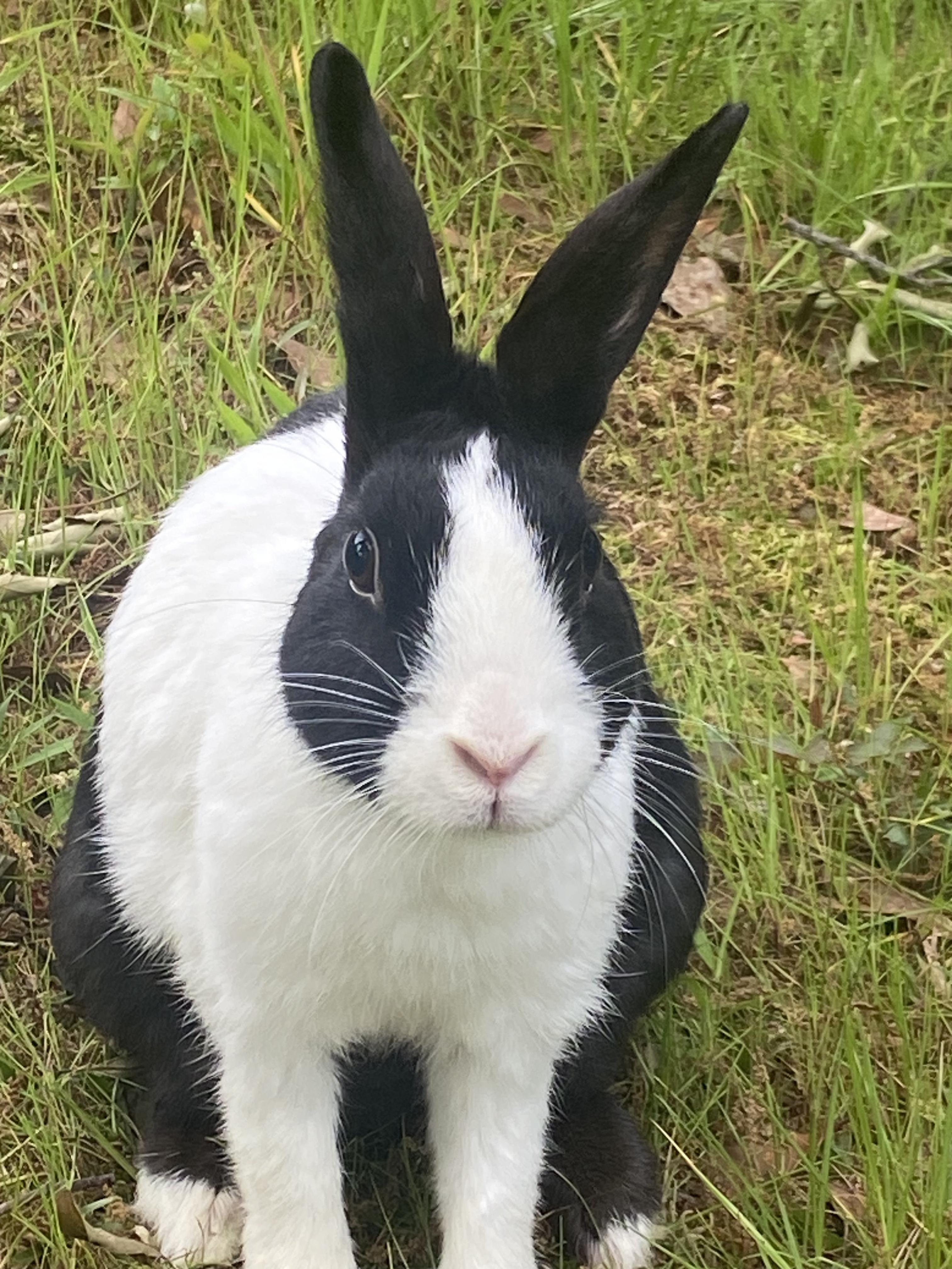 Spanky and Momma Dutch, a Adoptable Dutch in SAUCIER, MS image 4/4