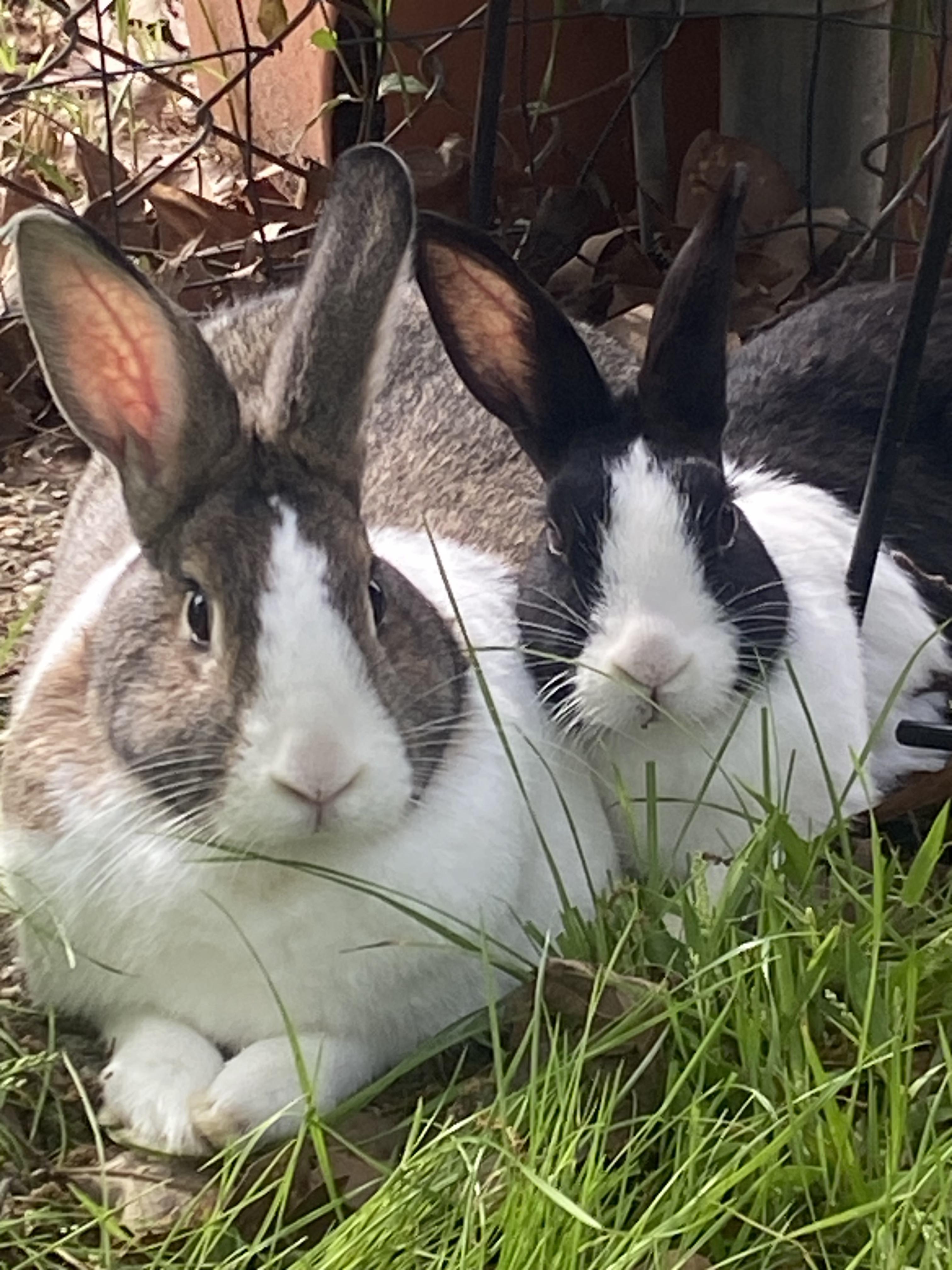 Spanky and Momma Dutch, Adoptable, Adult Male Dutch.