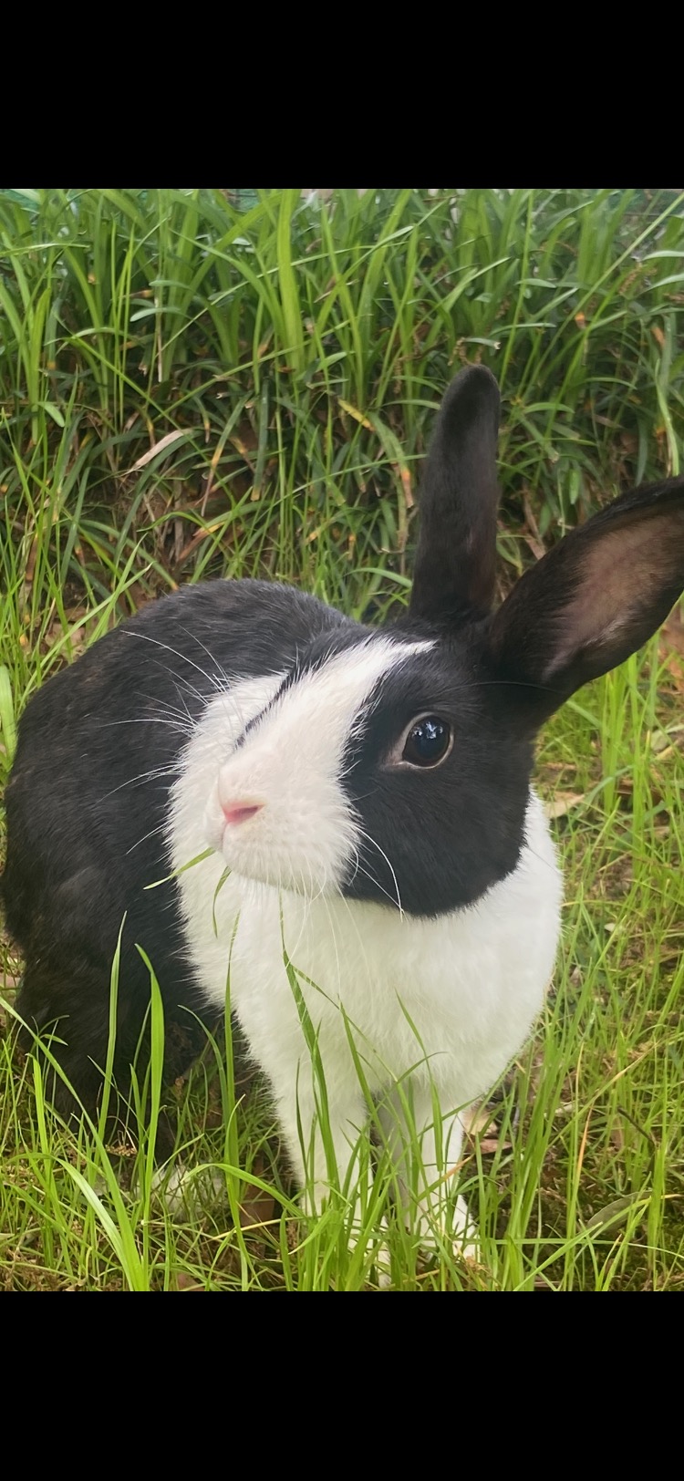 Spanky and Momma Dutch, a Adoptable Dutch in SAUCIER, MS image 3/4