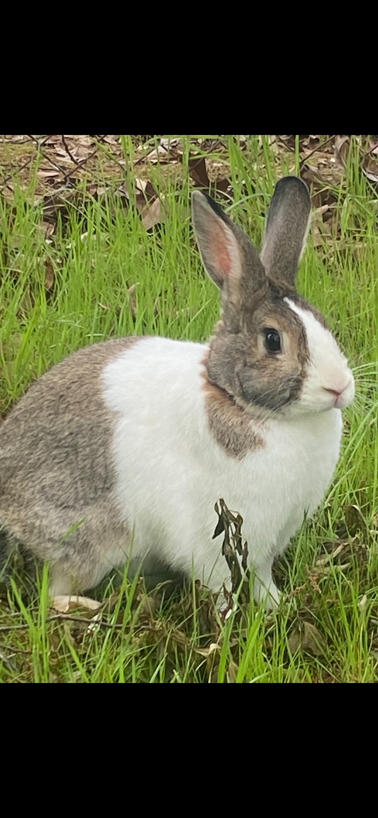Spanky and Momma Dutch, a Adoptable Dutch in SAUCIER, MS image 2/4