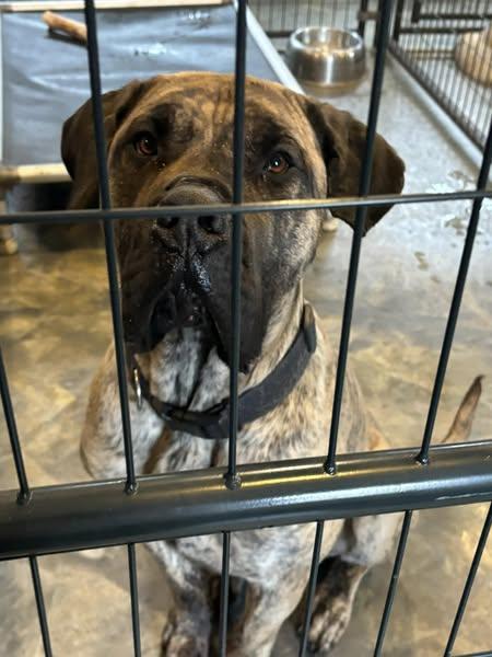 otis, Adoptable, Adult Male Mastiff.