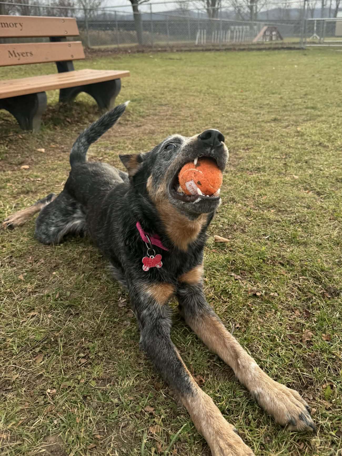 Enlarge Rengoku, a Adoptable Australian Cattle Dog / Blue Heeler in Onalaska, WI image 1/6