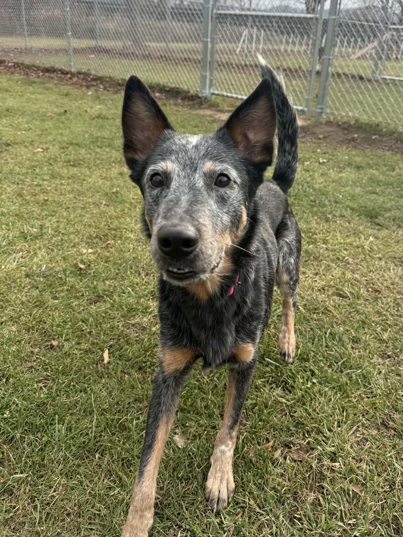 Enlarge Rengoku, a Adoptable Australian Cattle Dog / Blue Heeler in Onalaska, WI image 2/6