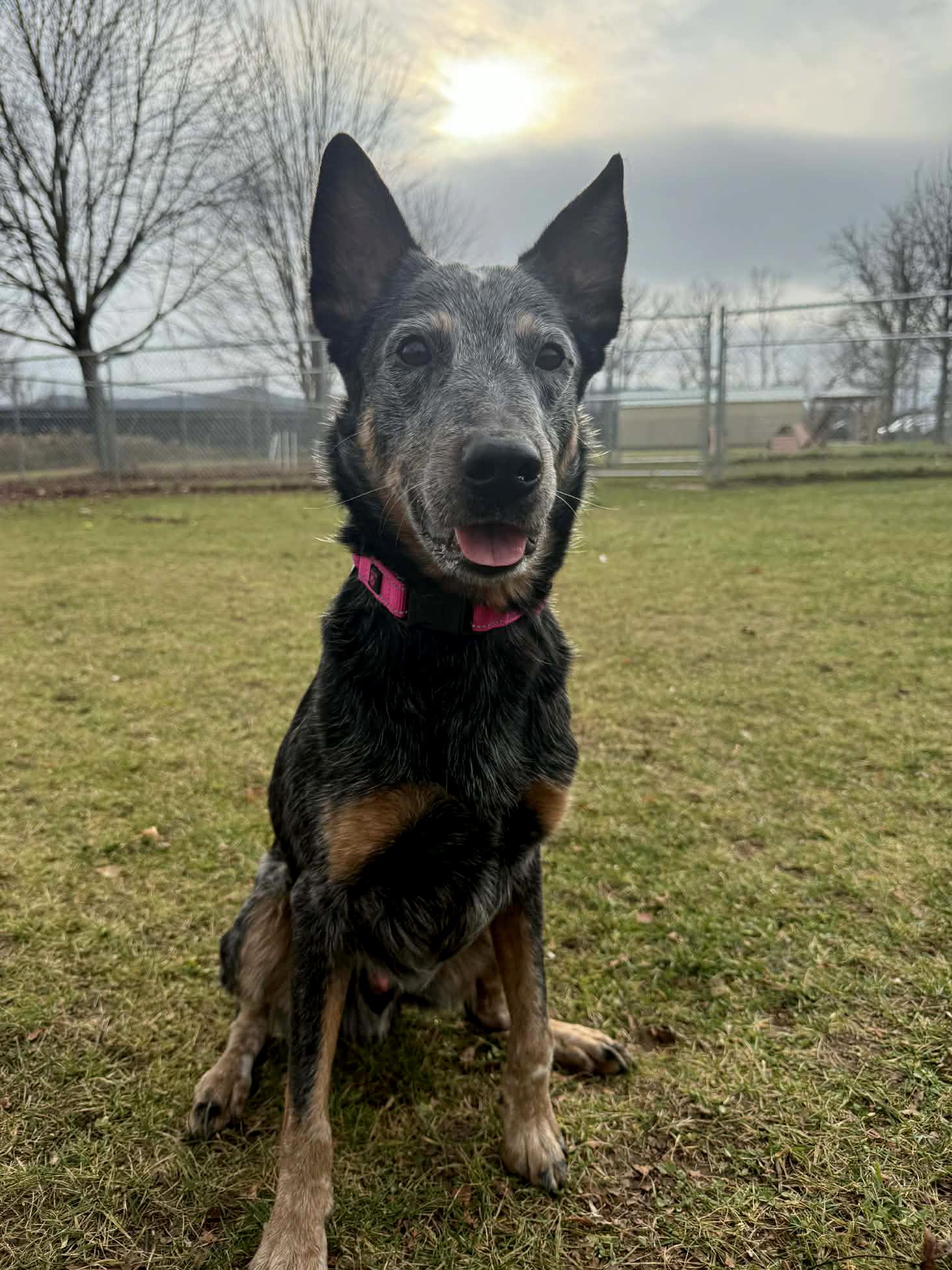 Enlarge Rengoku, a Adoptable Australian Cattle Dog / Blue Heeler in Onalaska, WI image 4/6