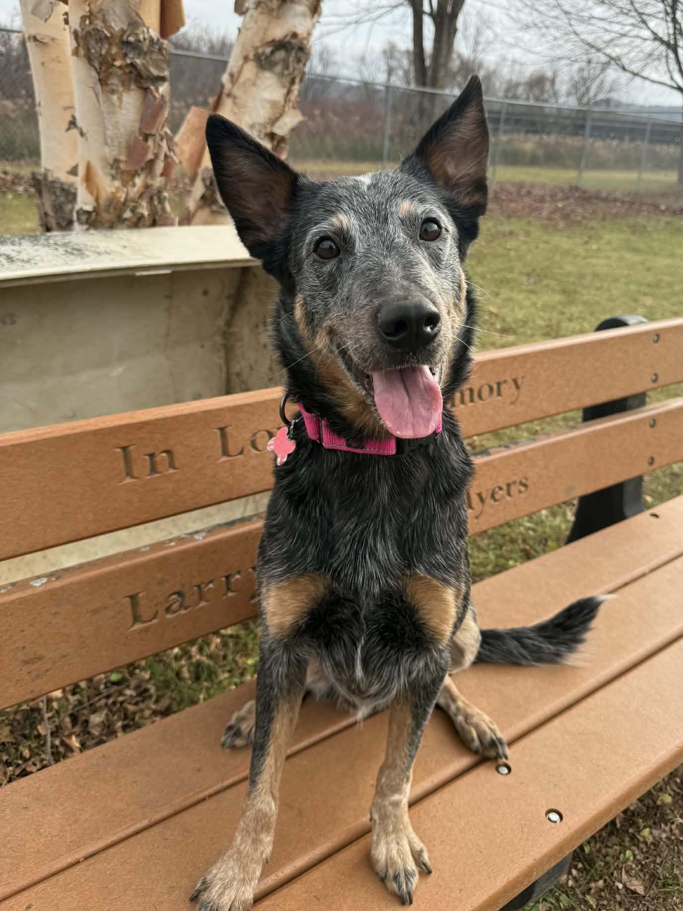 Enlarge Rengoku, a Adoptable Australian Cattle Dog / Blue Heeler in Onalaska, WI image 5/6