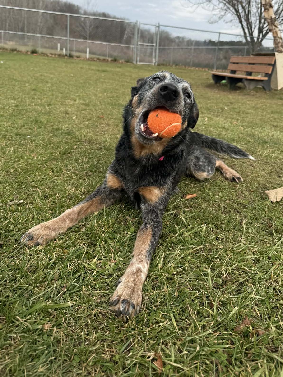 Enlarge Rengoku, a Adoptable Australian Cattle Dog / Blue Heeler in Onalaska, WI image 6/6