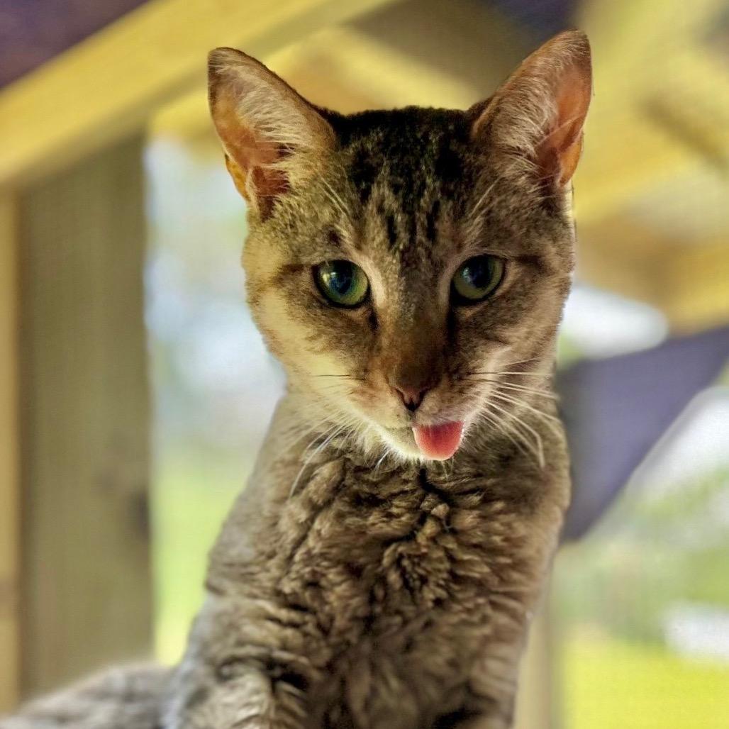 Enlarge Samantha, a Adoptable Domestic Short Hair in Blairsville, GA image 1/4