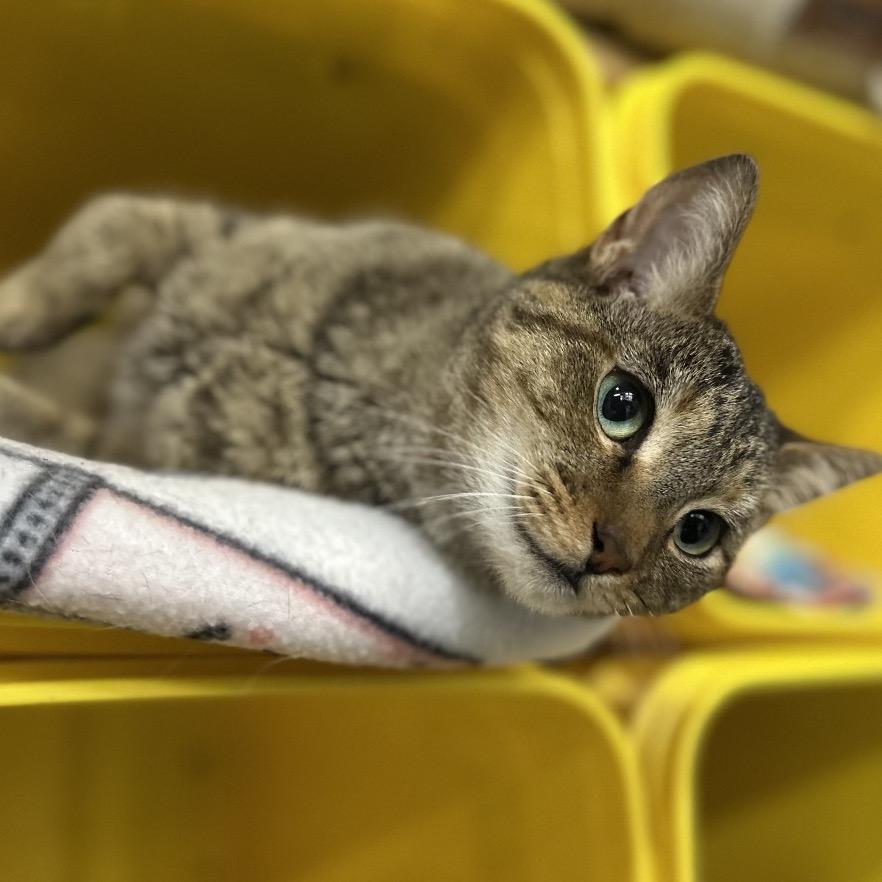 Enlarge Samantha, a Adoptable Domestic Short Hair in Blairsville, GA image 2/4