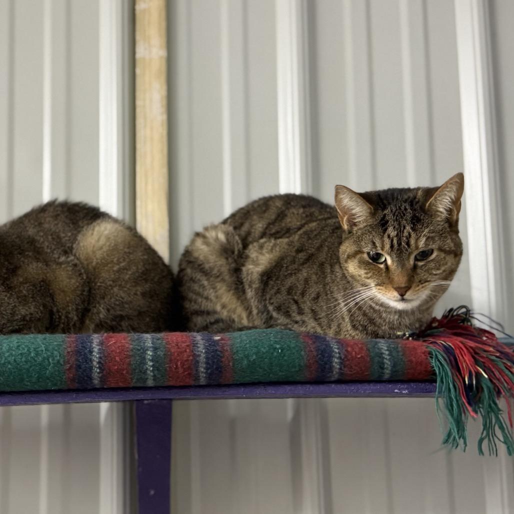 Enlarge Samantha, a Adoptable Domestic Short Hair in Blairsville, GA image 3/5