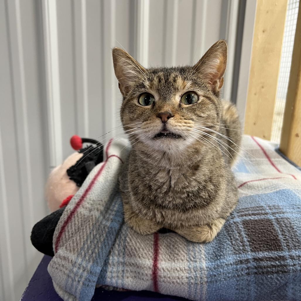 Enlarge Samantha, a Adoptable Domestic Short Hair in Blairsville, GA image 4/4