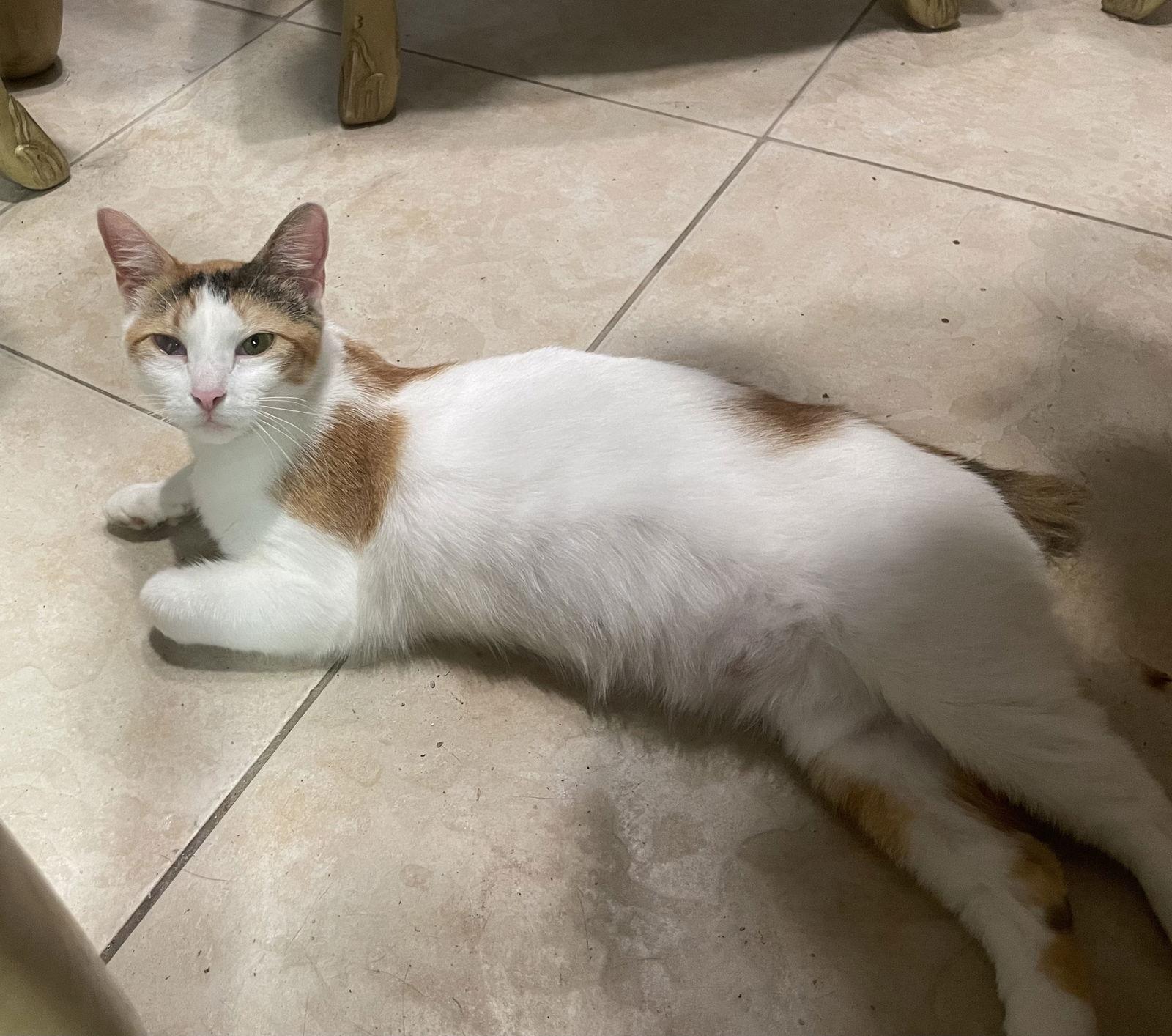 Salsa (9108), a Adoptable Calico in Wesley Chapel, FL image 1/3