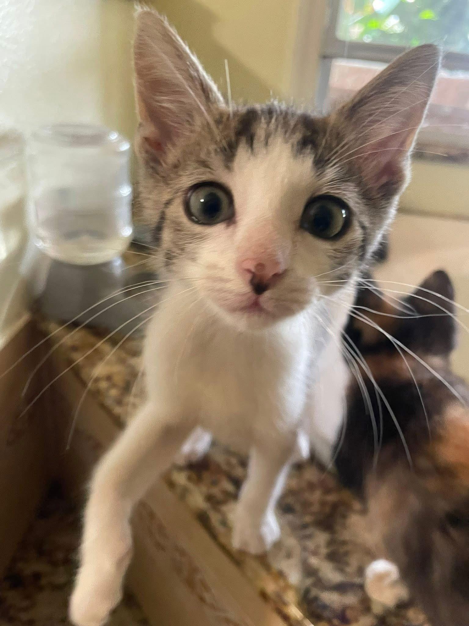 Salsa (9108), a Adoptable Calico in Wesley Chapel, FL image 2/3