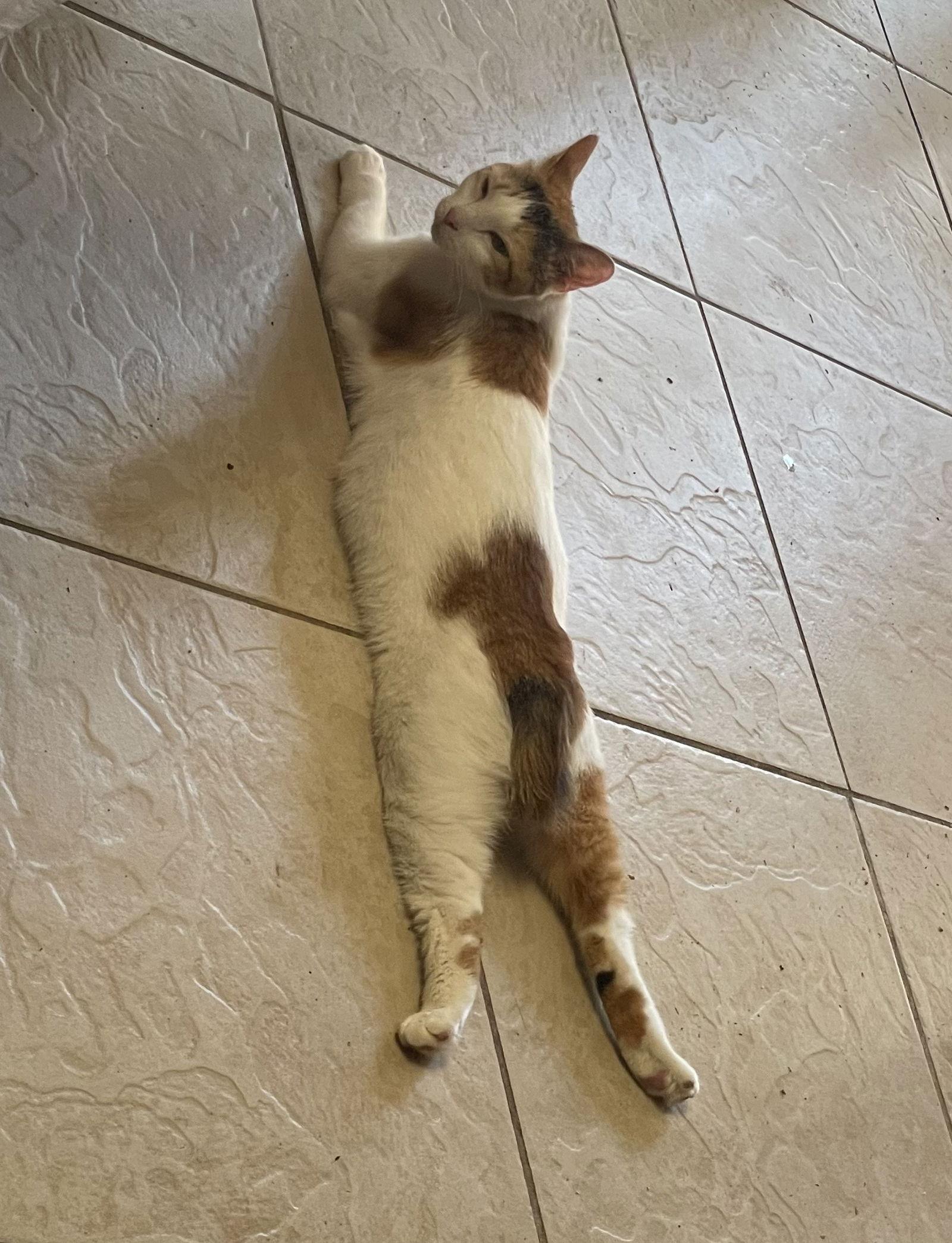 Salsa (9108), a Adoptable Calico in Wesley Chapel, FL image 3/3